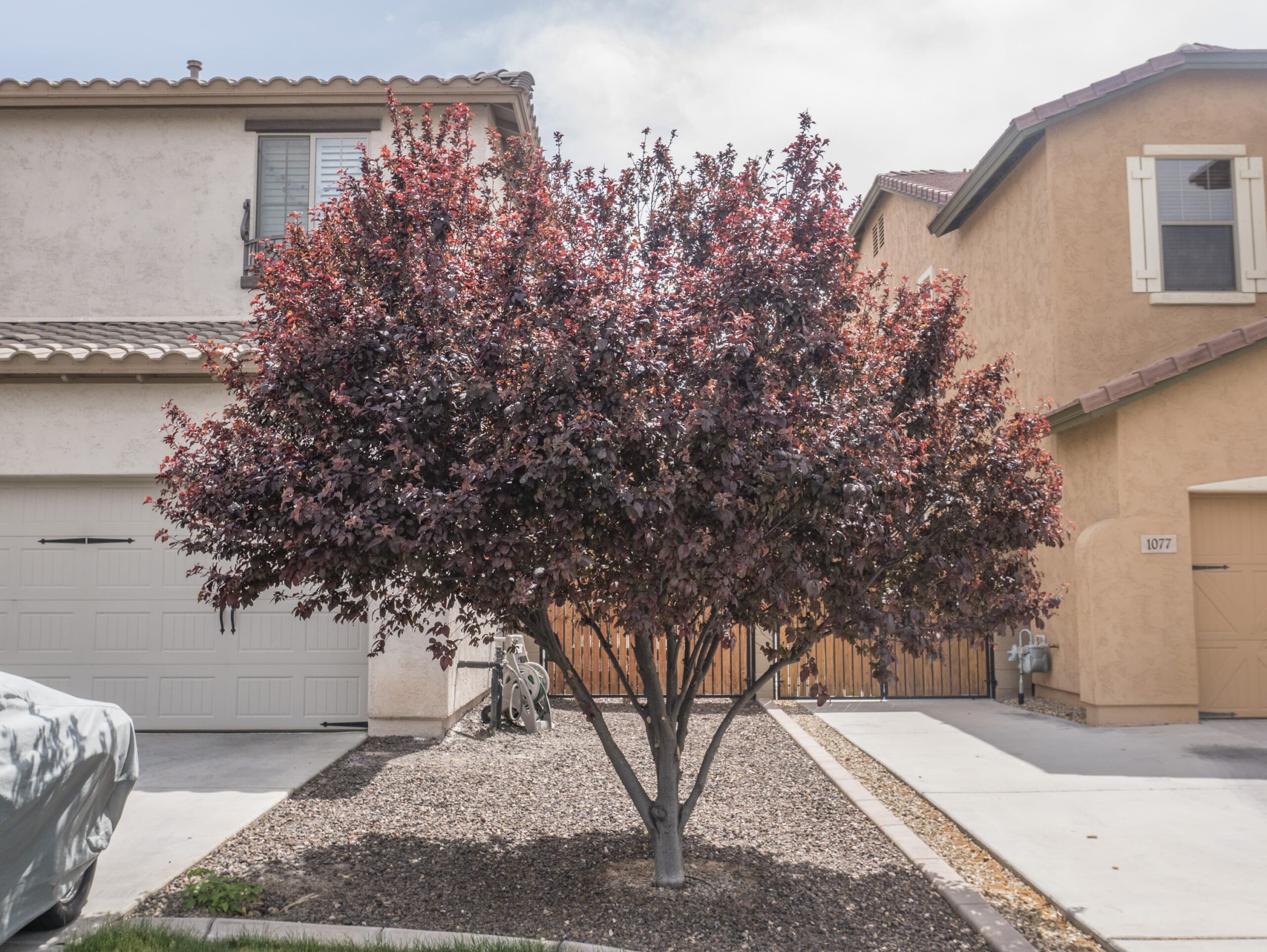Flowering Plum – Desert Horizon Nursery
