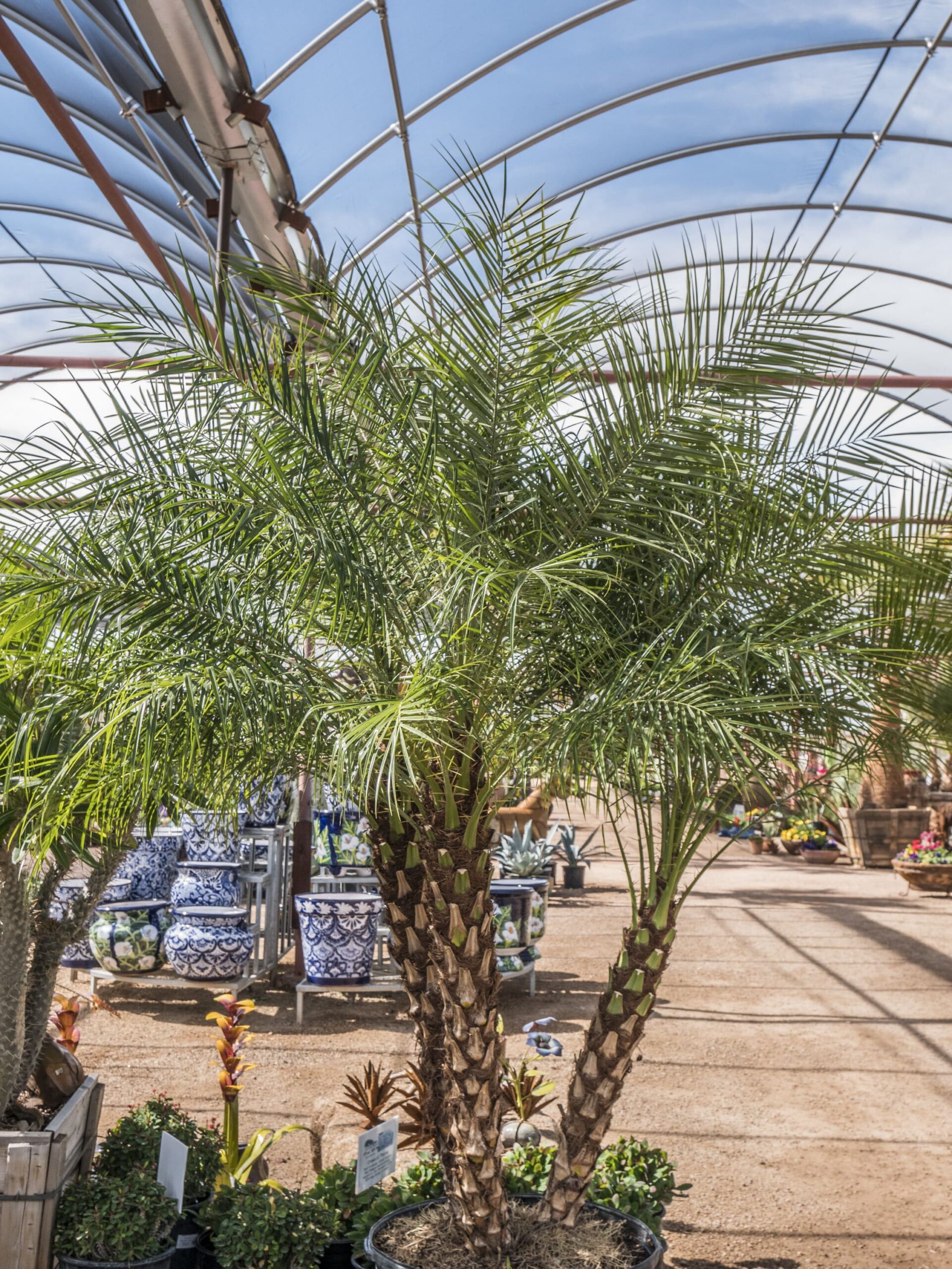 Pygmy Date Palm – Desert Horizon Nursery