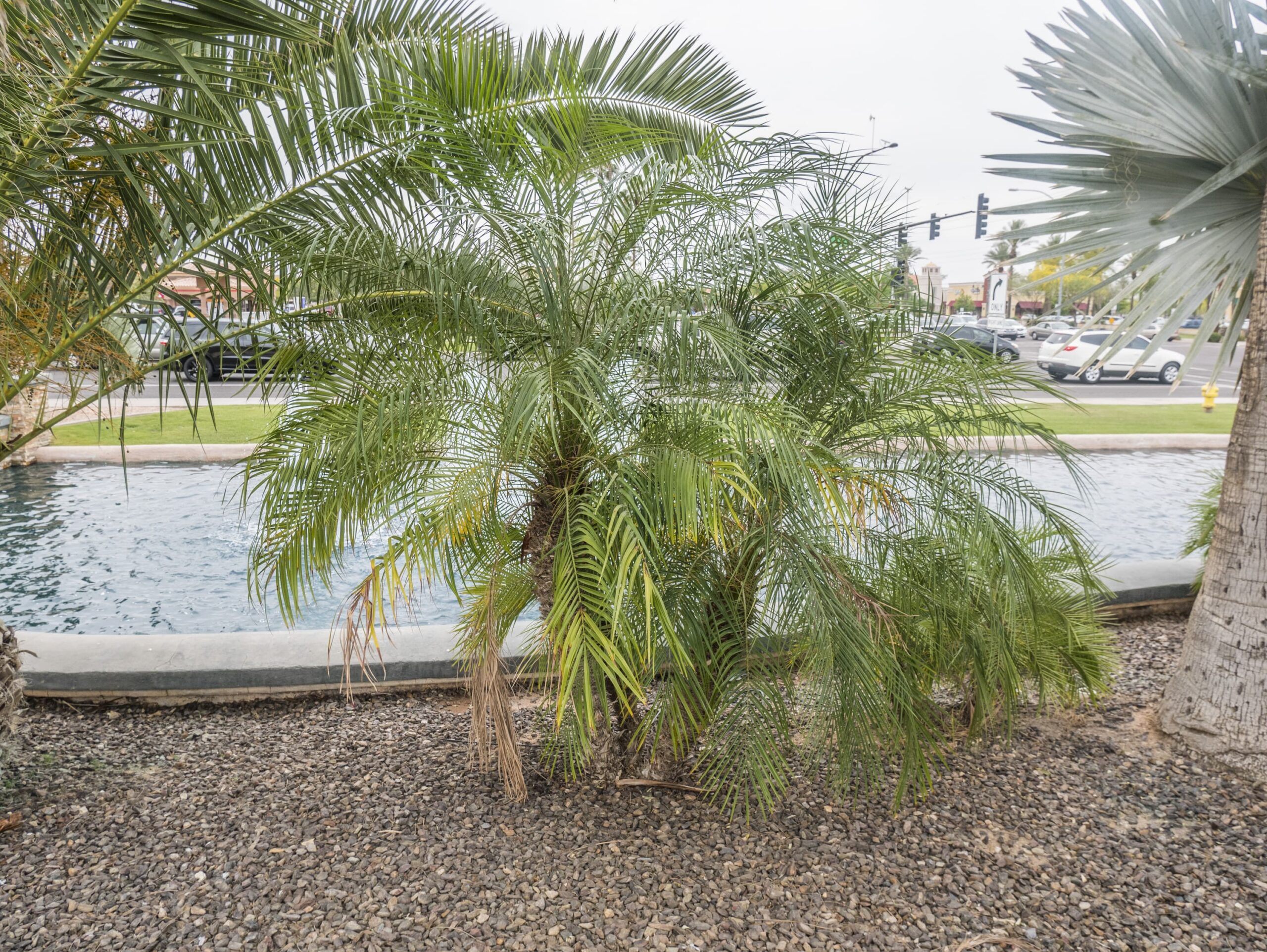 Pygmy Date Palm Jumbo 21" – Desert Horizon Nursery