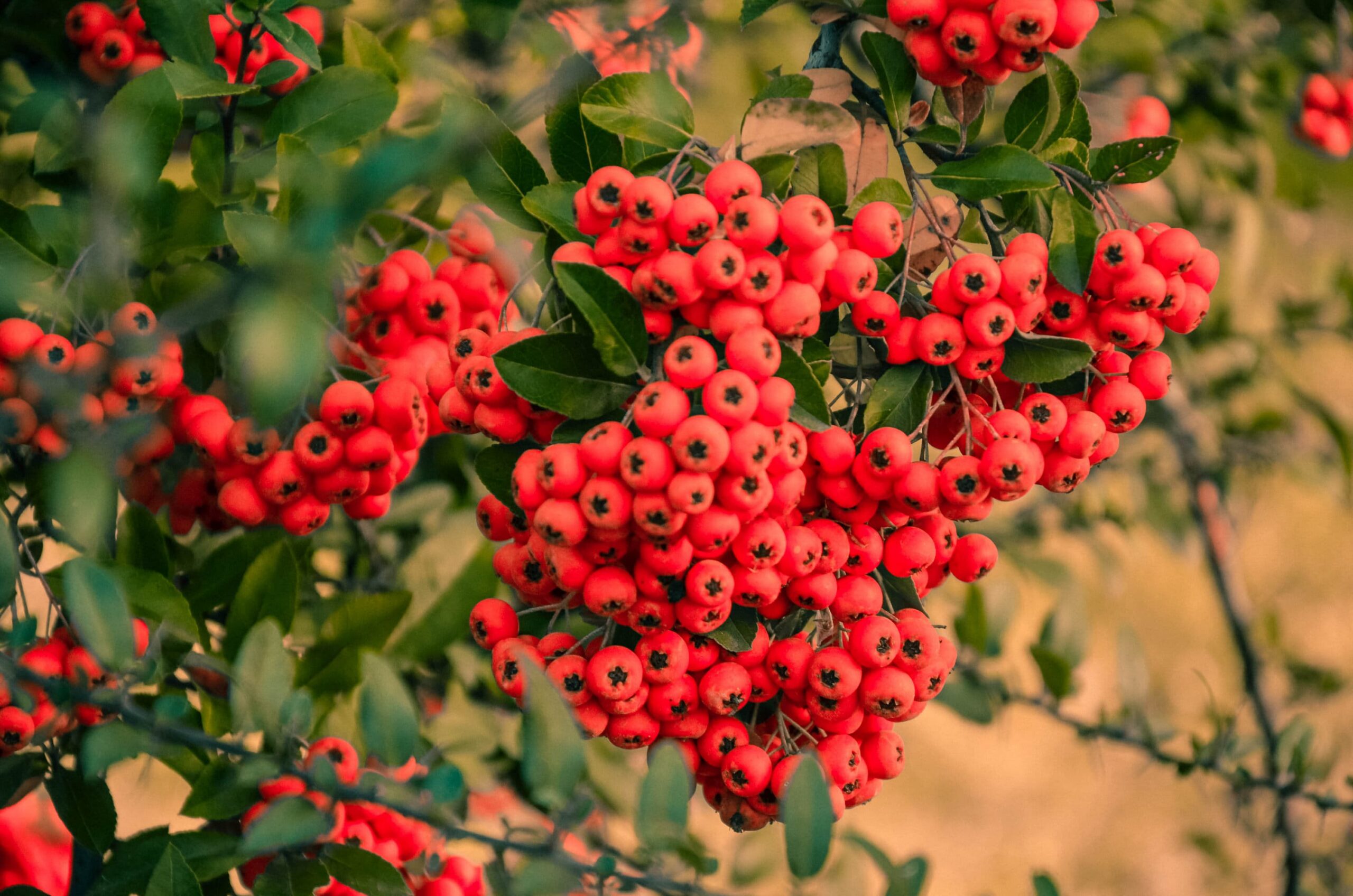 Scarlet Firethorn / Pyracantha Shrub – Desert Horizon Nursery