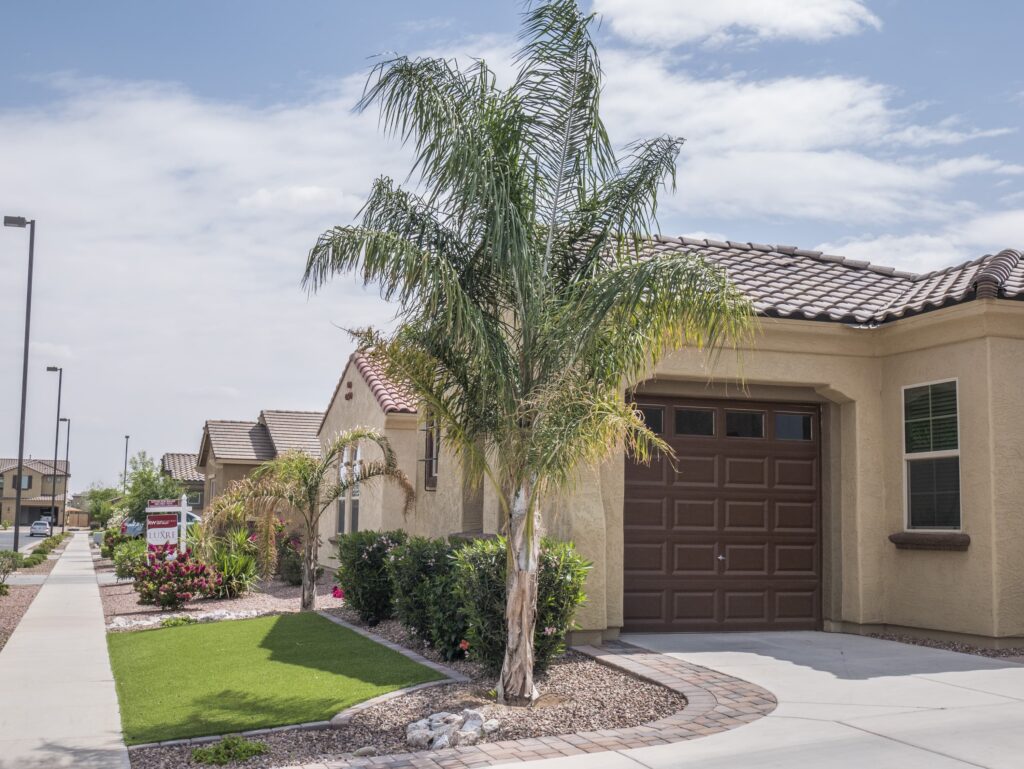 Queen Palm – Desert Horizon Nursery
