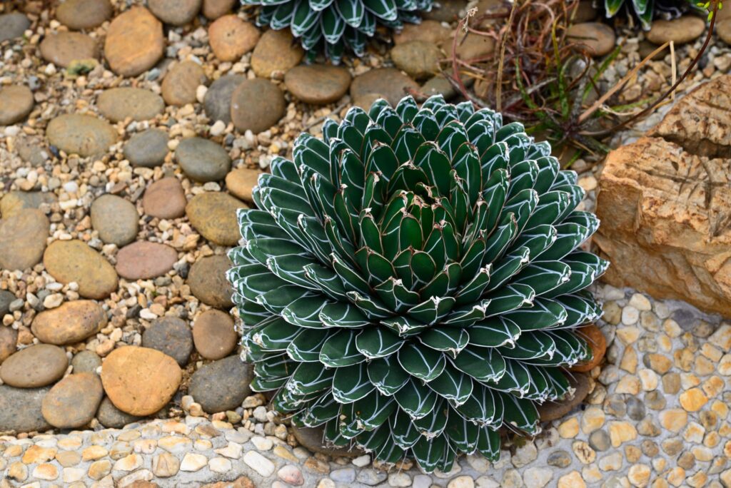 Queen Victoria Agave – Desert Horizon Nursery