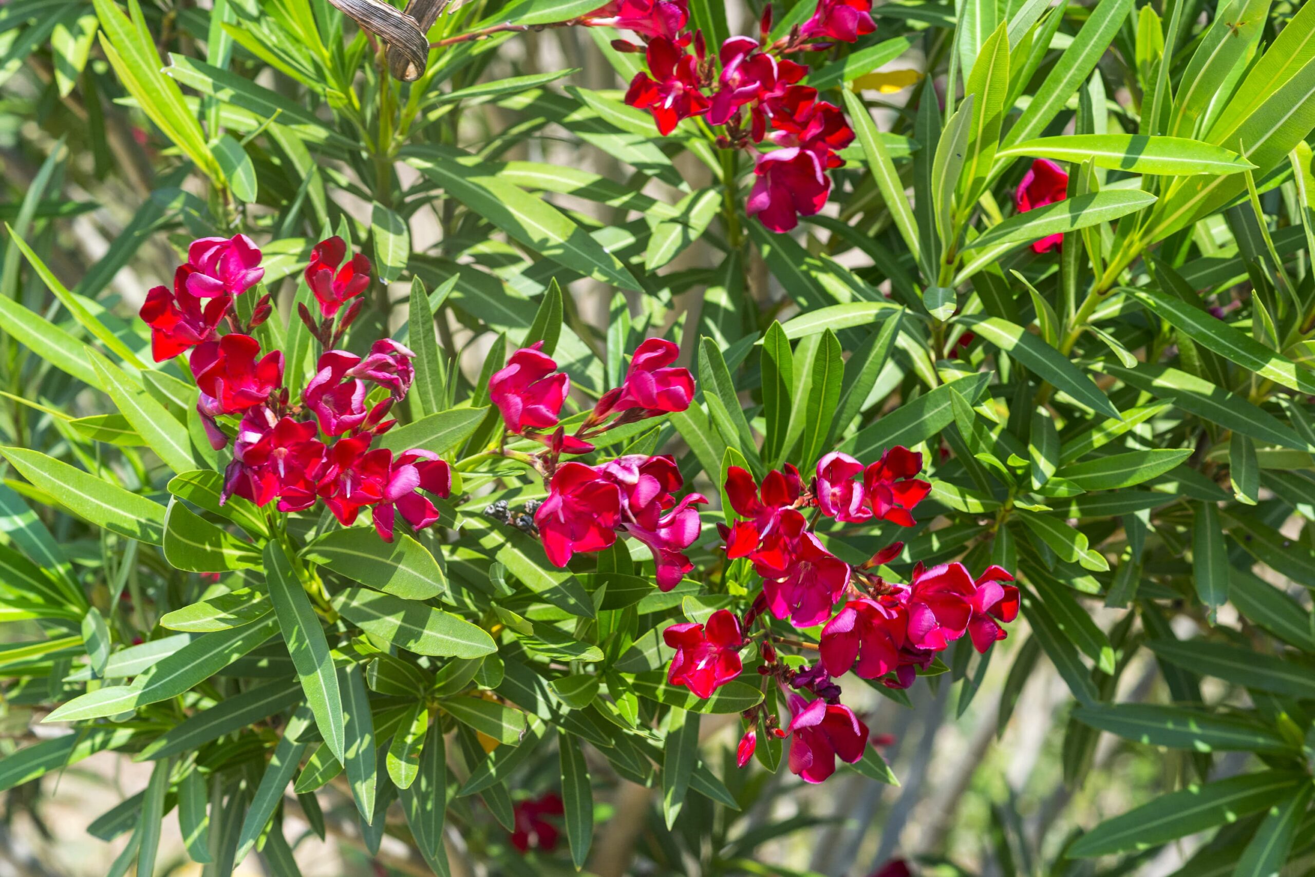 Red Oleander – Desert Horizon Nursery