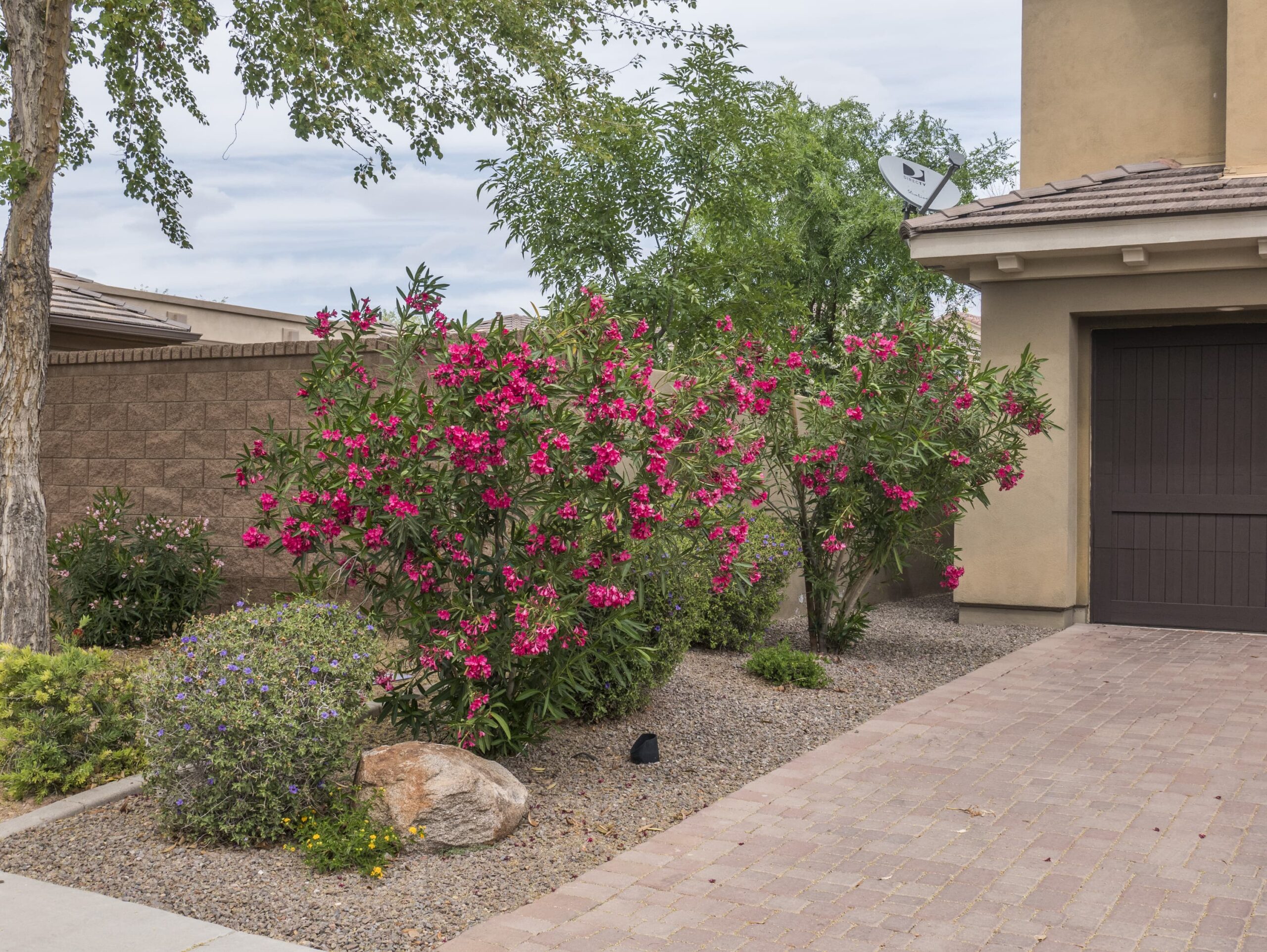Petite Red Oleander Shrub – Desert Horizon Nursery