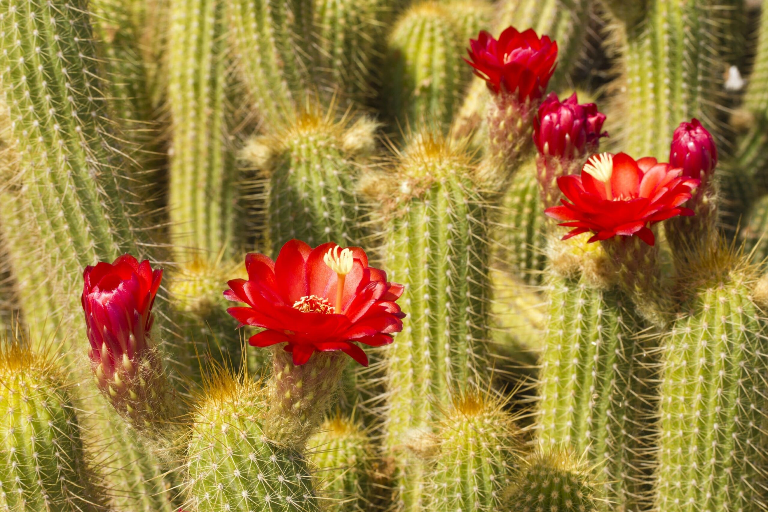 Red Torch Cactus – Desert Horizon Nursery