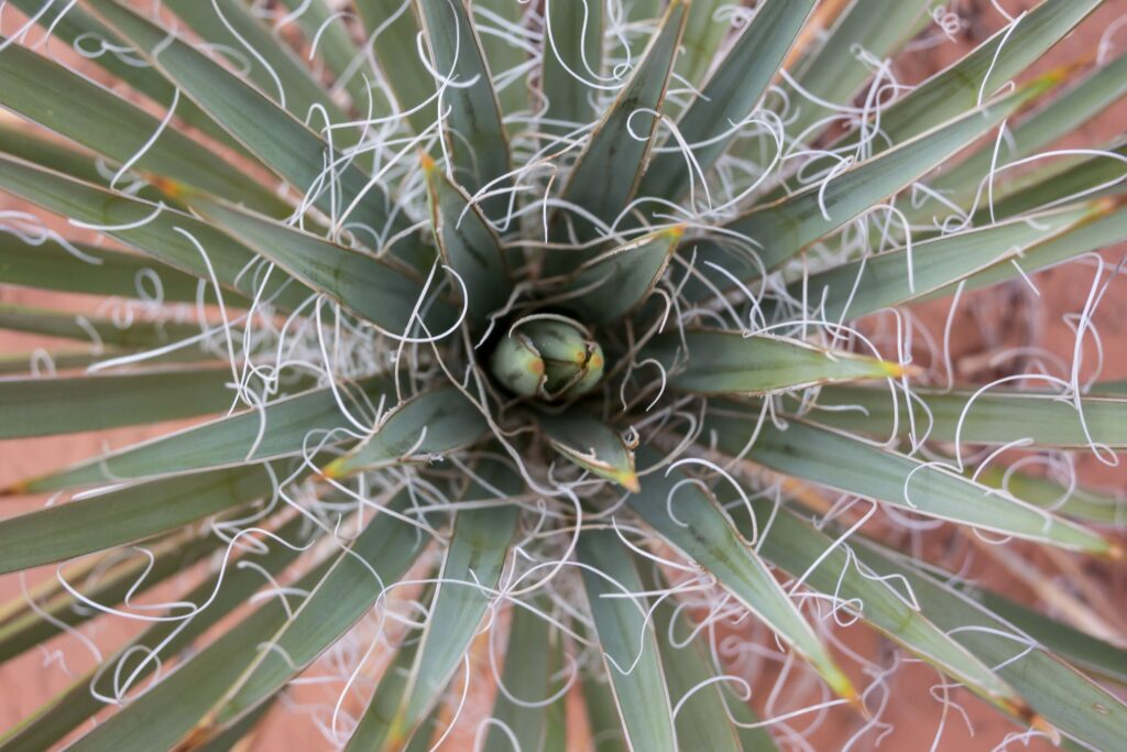 Red Yucca – Desert Horizon Nursery
