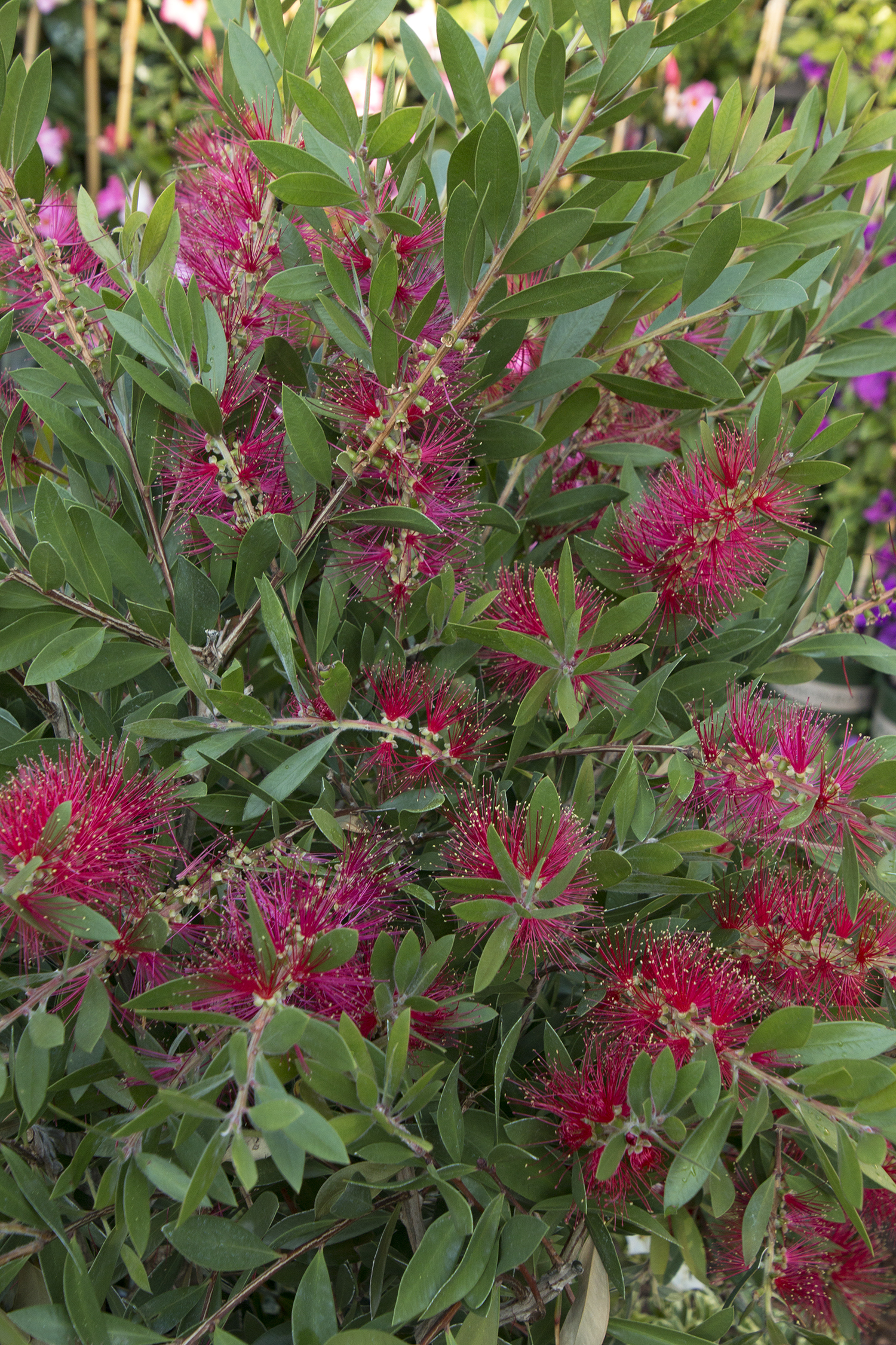 Bottlebrush – Desert Horizon Nursery