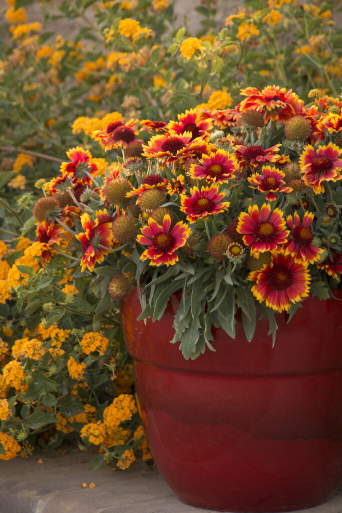 Blanket Flower 'Arizona Sun' – Desert Horizon Nursery