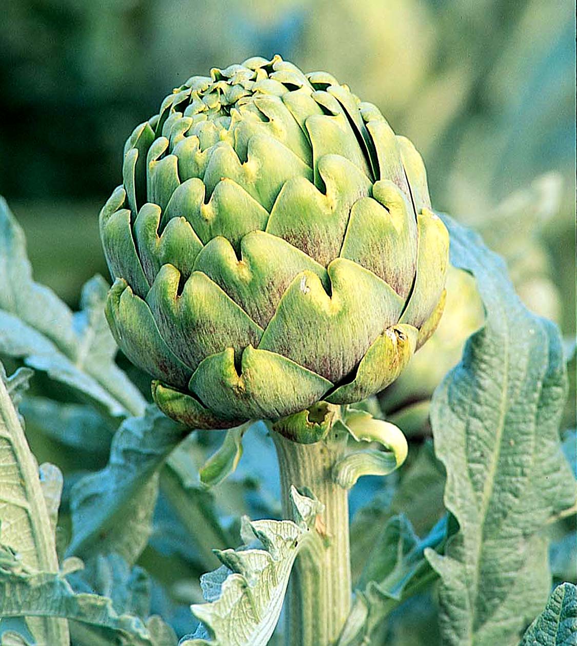 Artichoke Vegetable – Desert Horizon Nursery