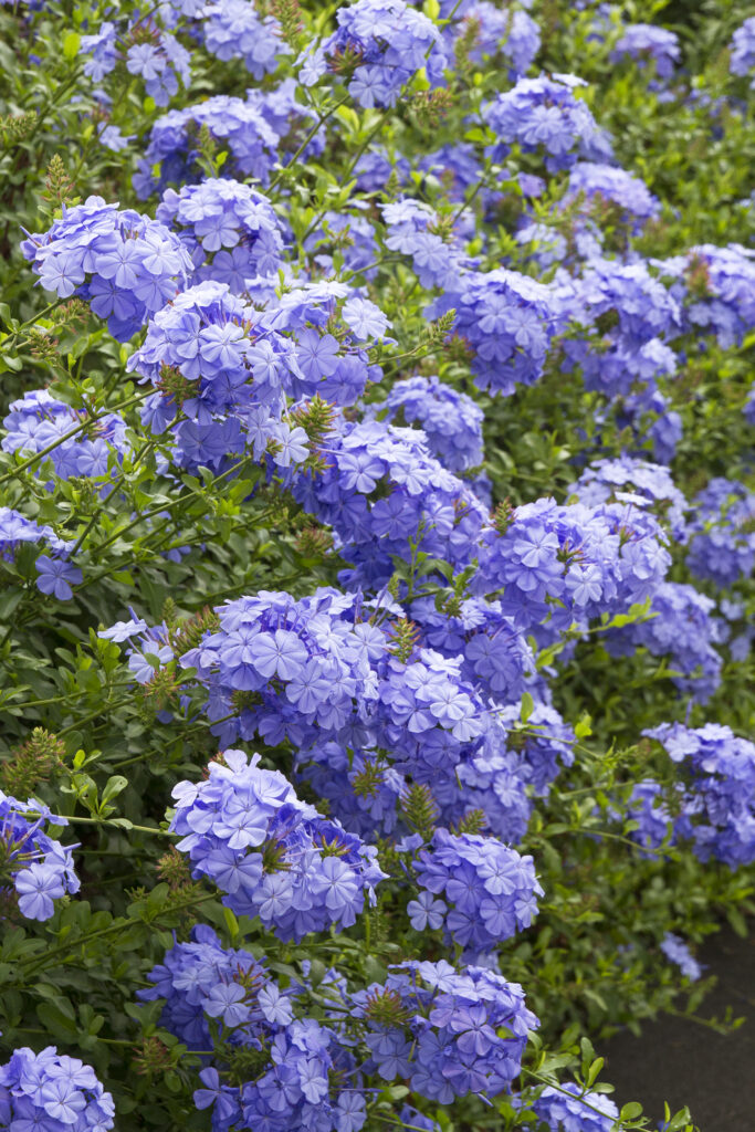 Plumbago Mix – Desert Horizon Nursery