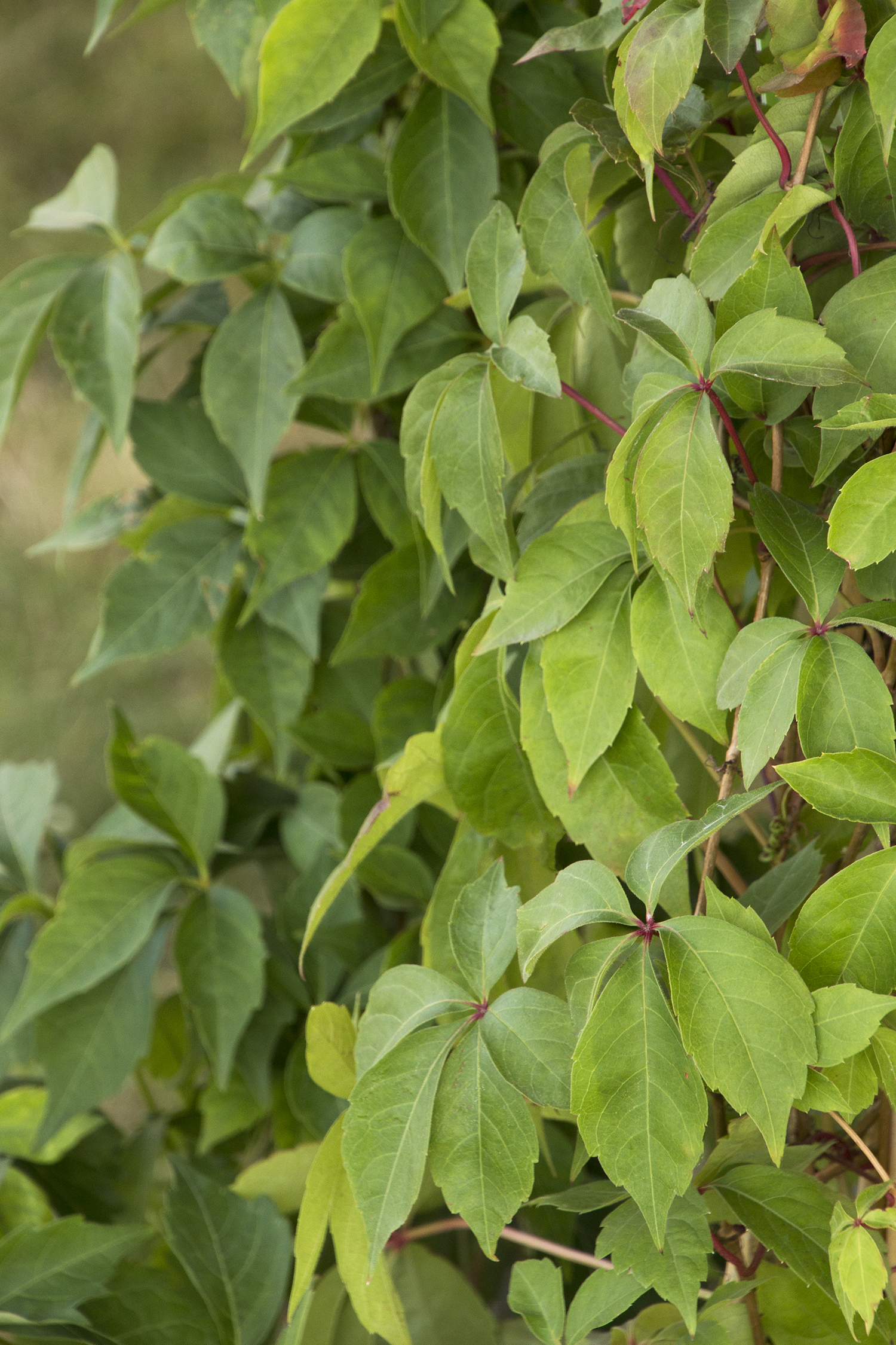 Virginia Creeper Vine – Desert Horizon Nursery
