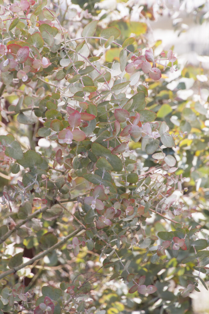 Eucalyptus Cinerea – Desert Horizon Nursery