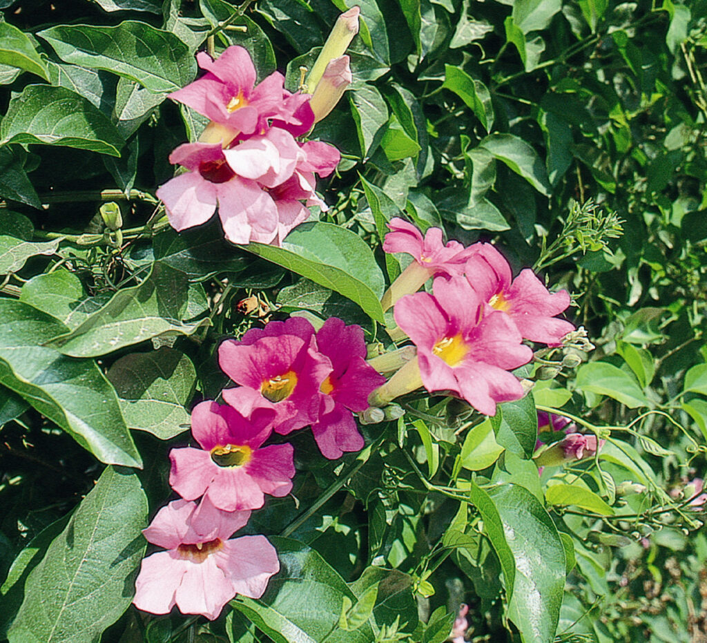 Royal Trumpet Vine – Desert Horizon Nursery