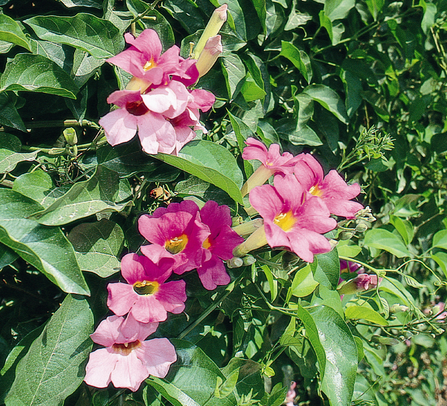 Royal Trumpet Vine – Desert Horizon Nursery