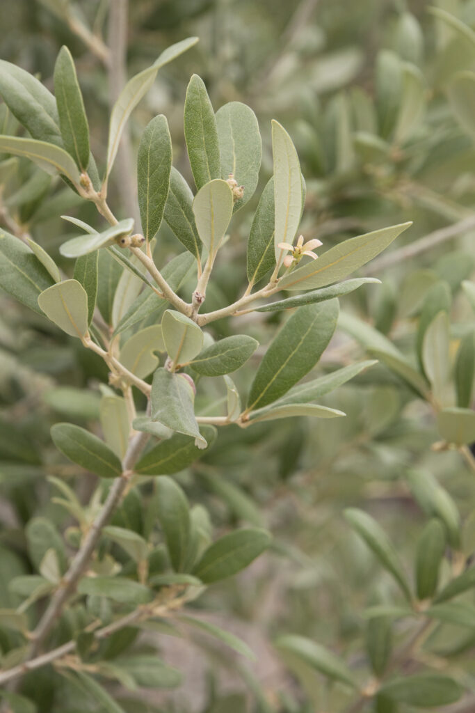 Oak Joan Lionetti – Desert Horizon Nursery