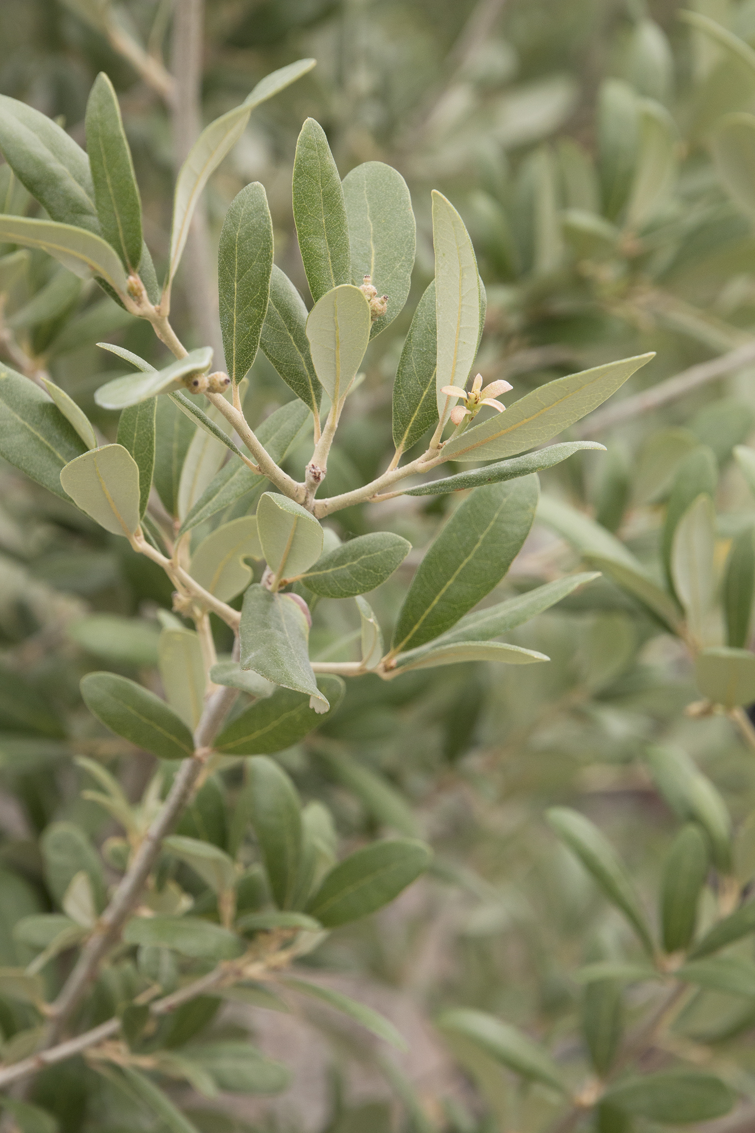 Oak Joan Lionetti – Desert Horizon Nursery