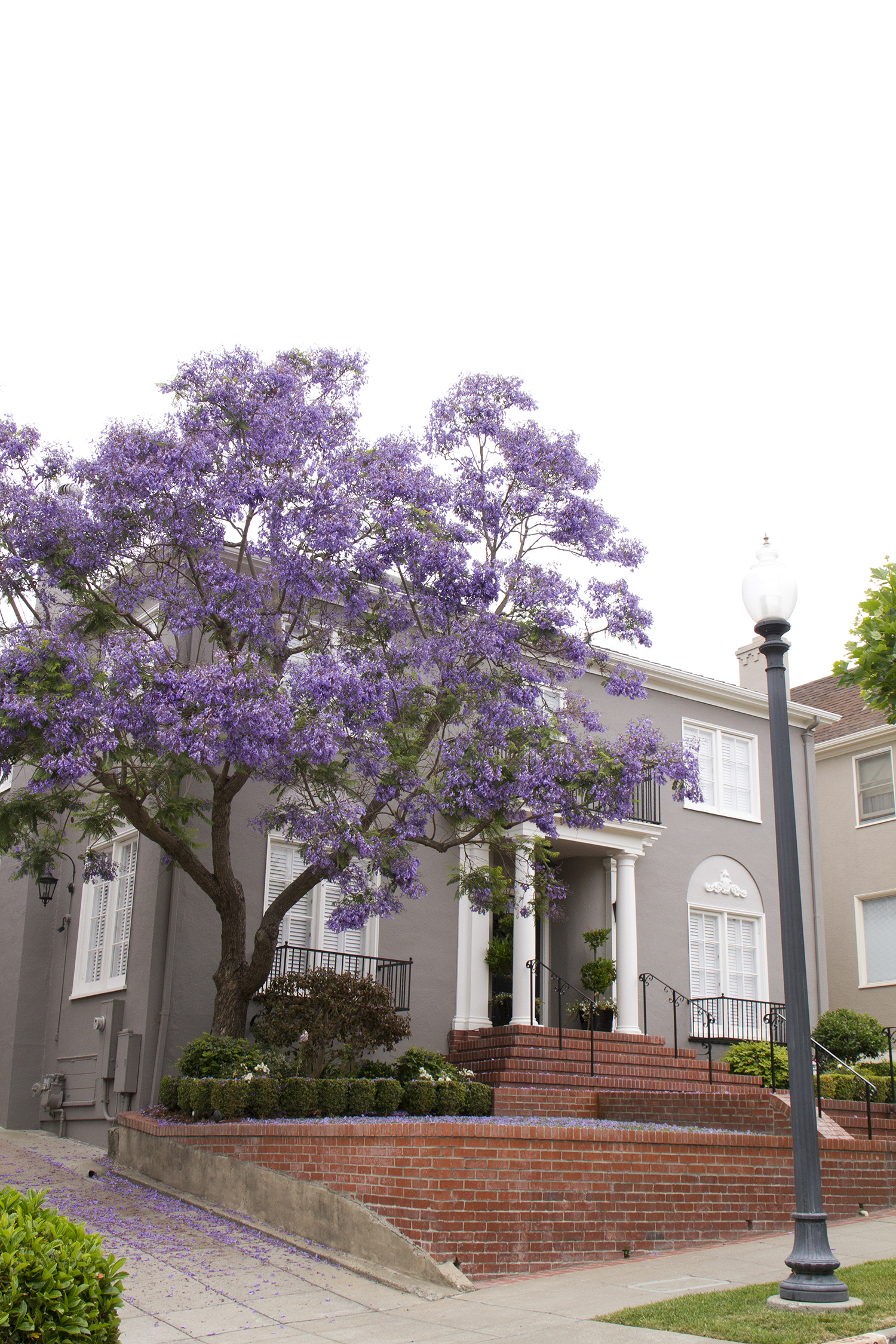Jacaranda – Desert Horizon Nursery