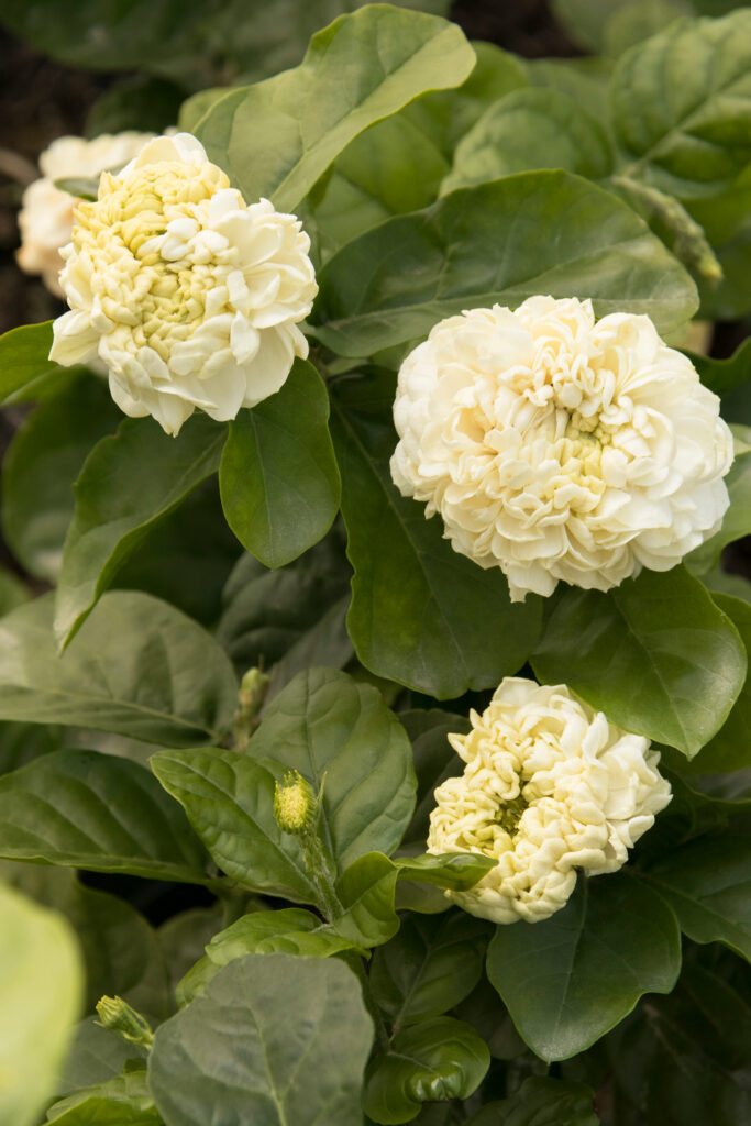 Arabian Jasmine 'Summer Soul' – Desert Horizon Nursery