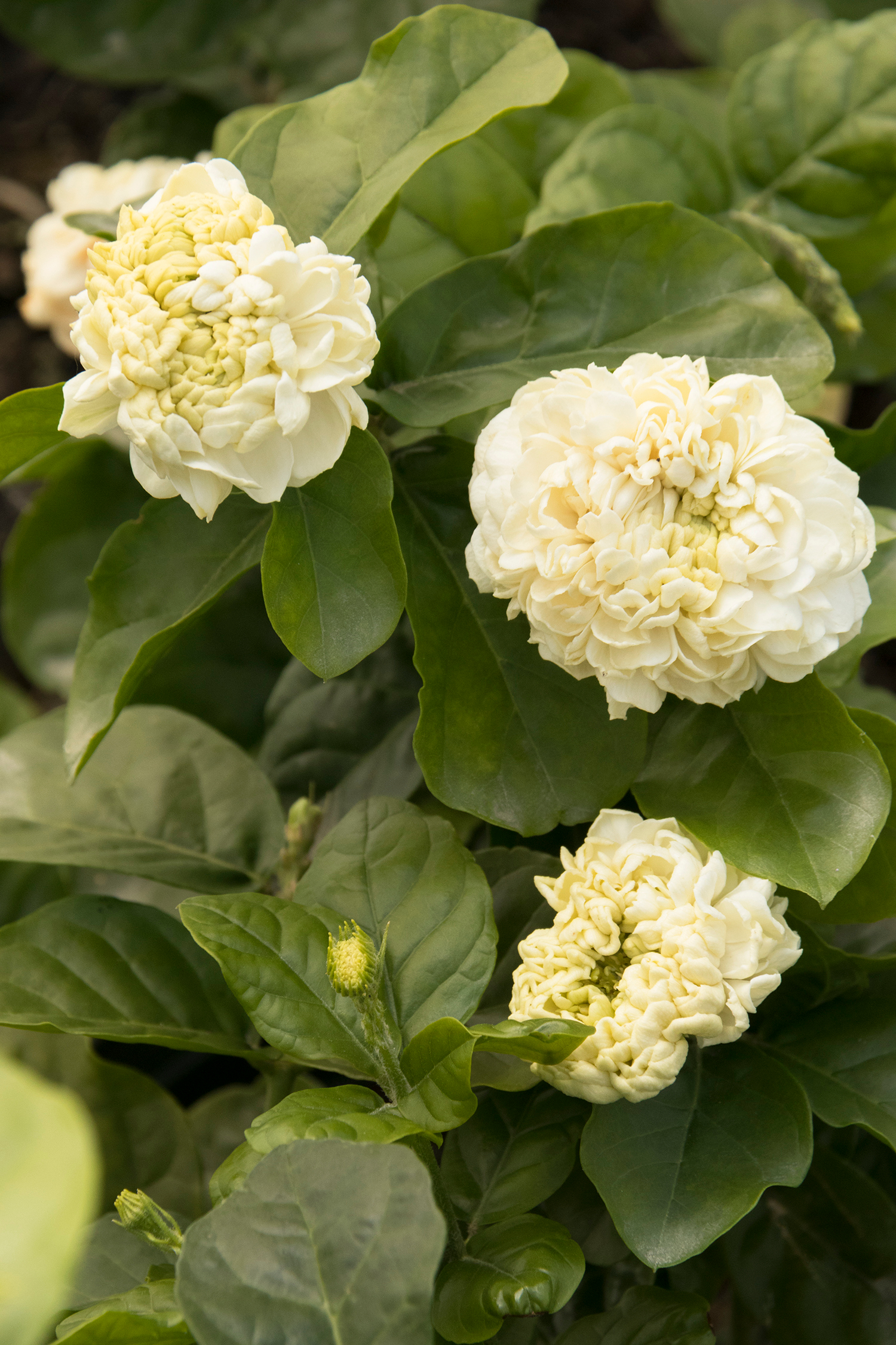 Arabian Jasmine 'Summer Soul' – Desert Horizon Nursery