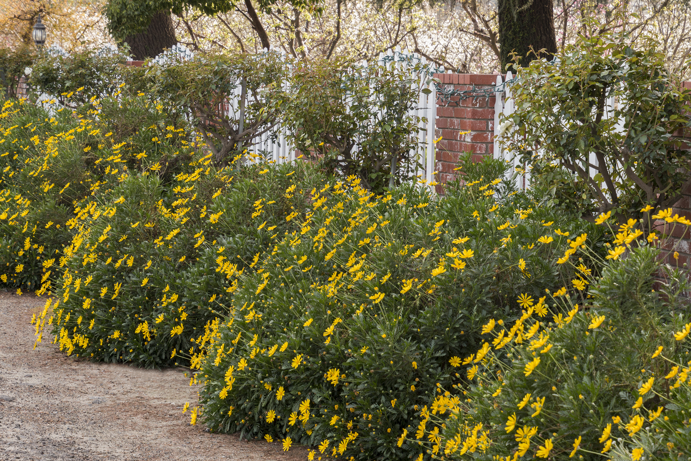 Euryops Viridis – Desert Horizon Nursery