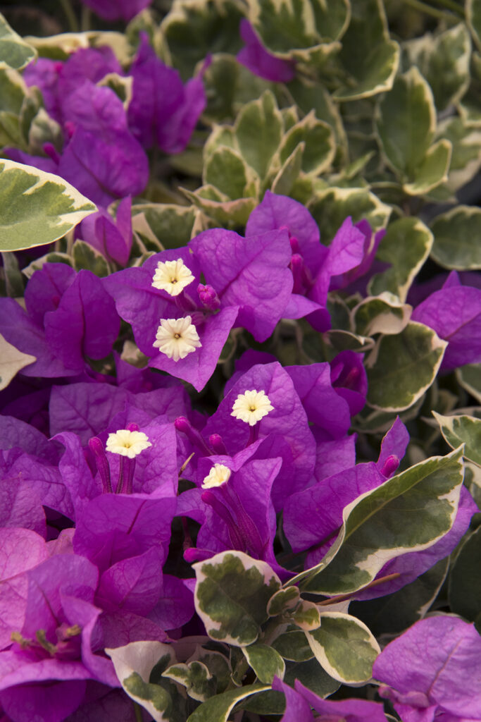 Bougainvillea 'Blueberry Ice' – Desert Horizon Nursery