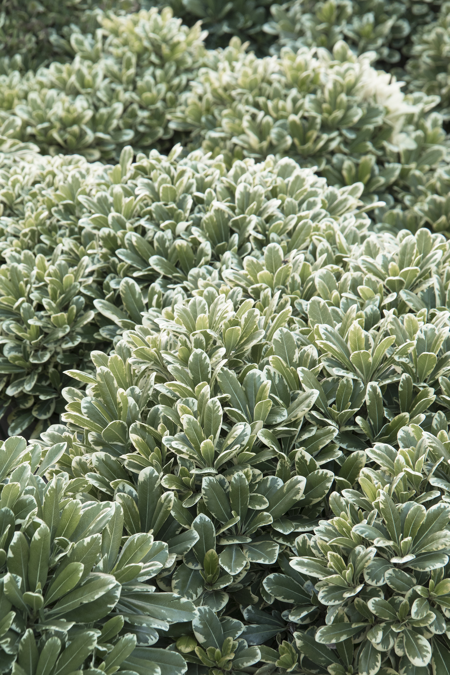 Dwarf Variegated Mock Orange – Desert Horizon Nursery