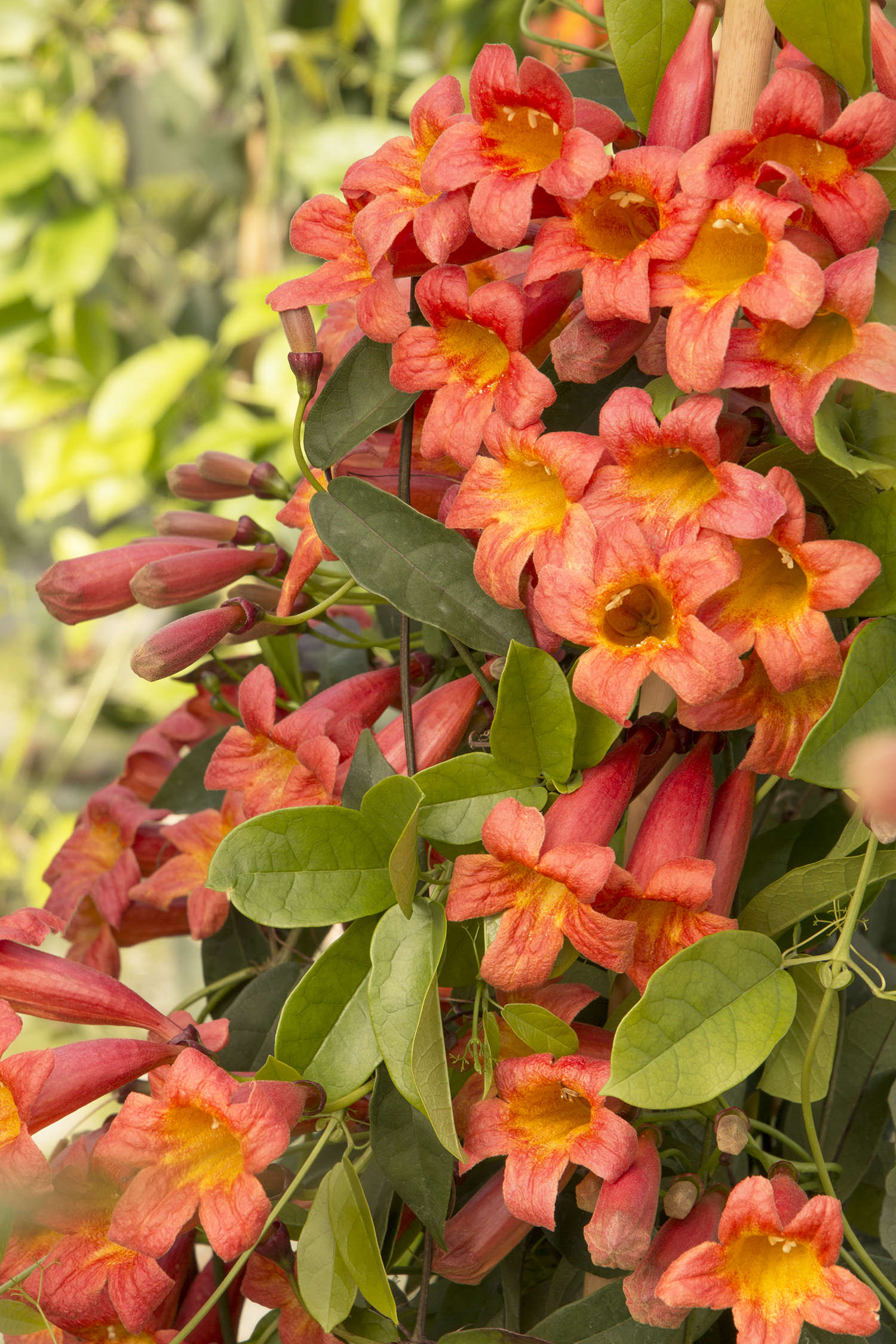 Crossvine 'Tangerine Beauty' – Desert Horizon Nursery
