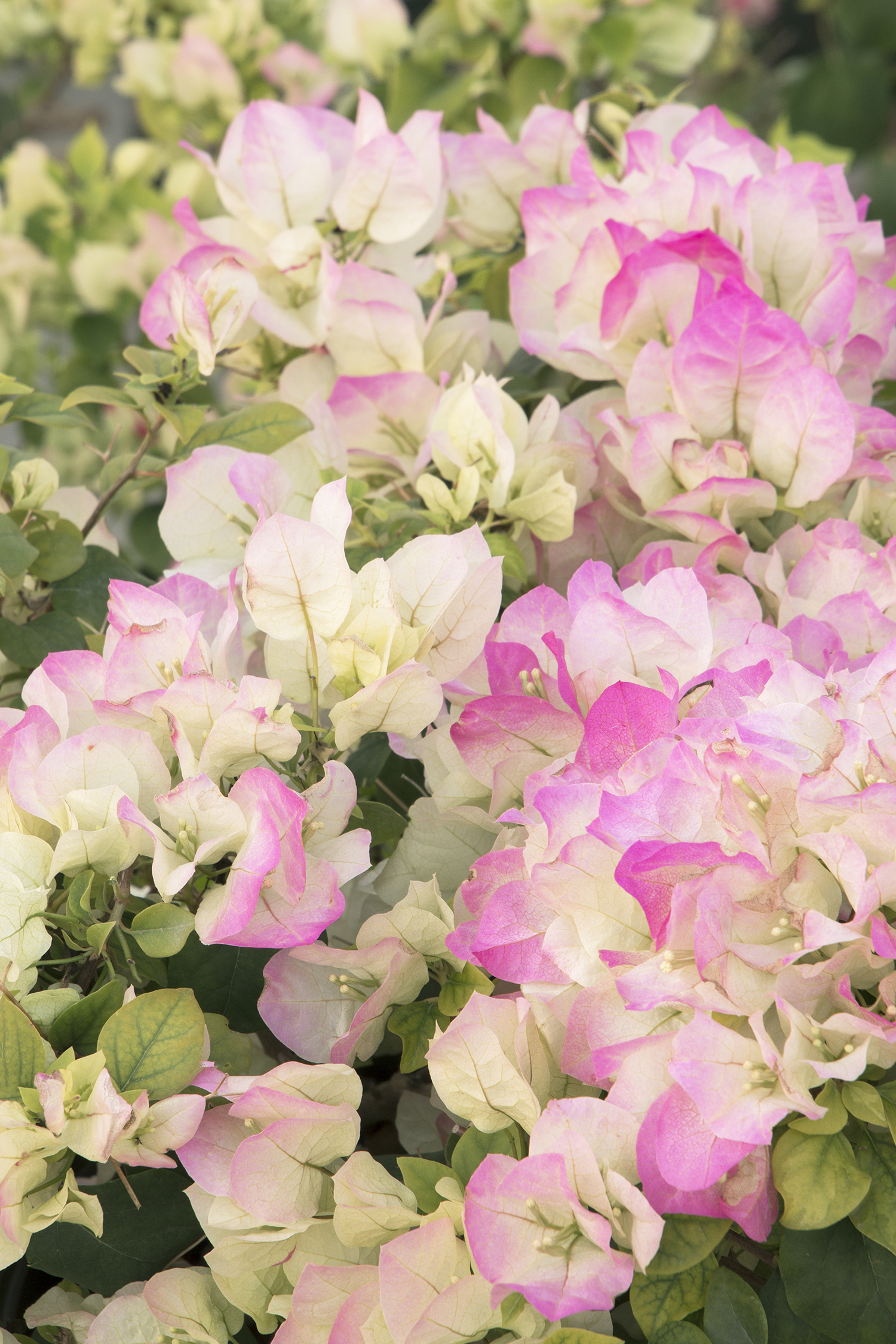 Bougainvillea 'Yani's Delight' – Desert Horizon Nursery