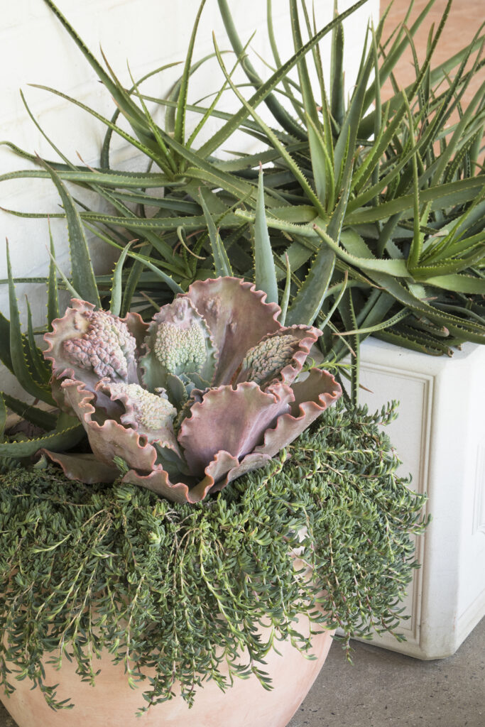 Echeveria Ruffled Red – Desert Horizon Nursery