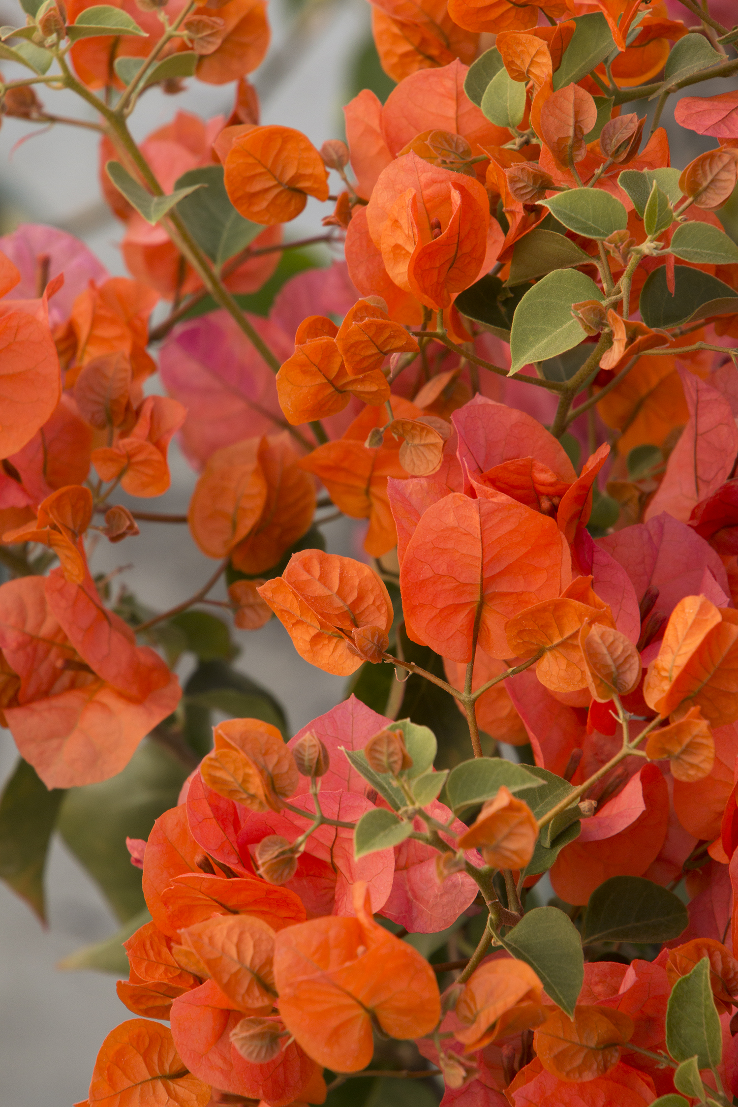Bougainvillea 'Orange' – Desert Horizon Nursery
