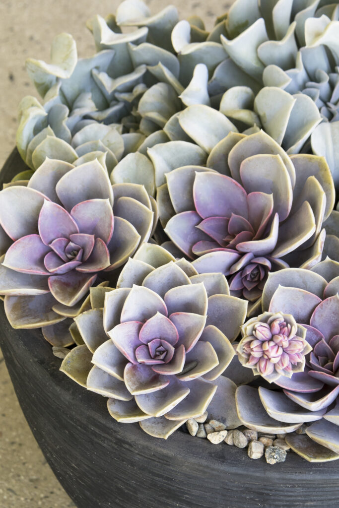 Echeveria Perle Von Nurnberg – Desert Horizon Nursery