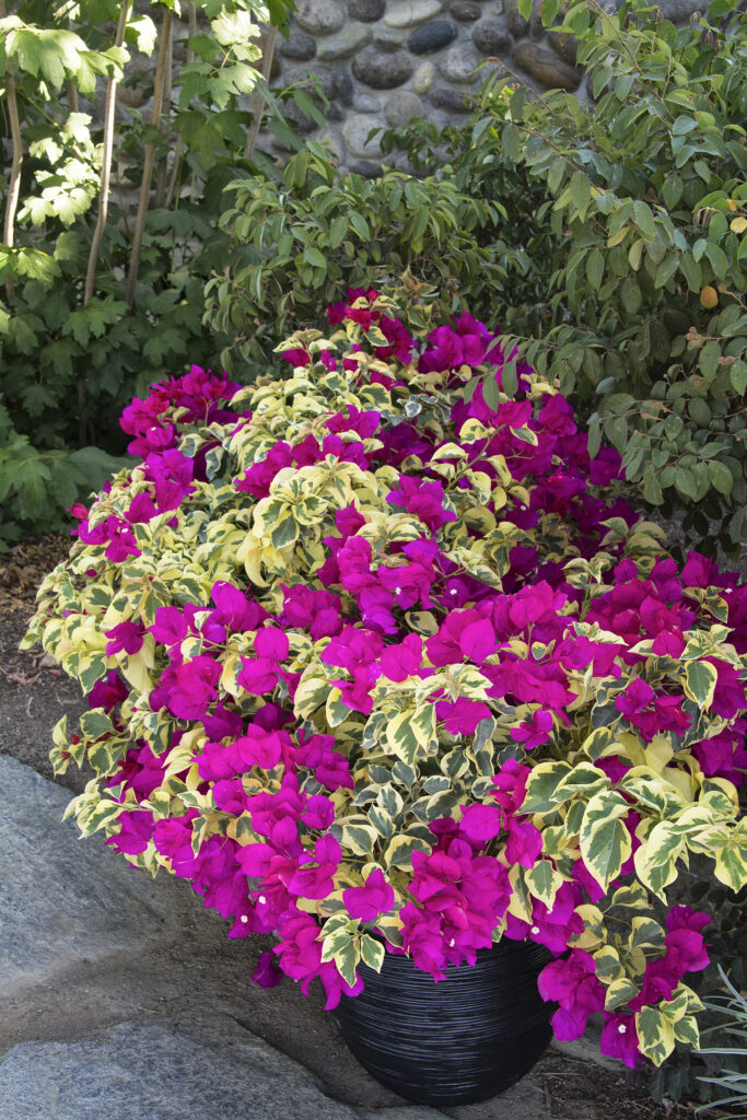 Bougainvillea Vine 'Raspberry Ice' – Desert Horizon Nursery