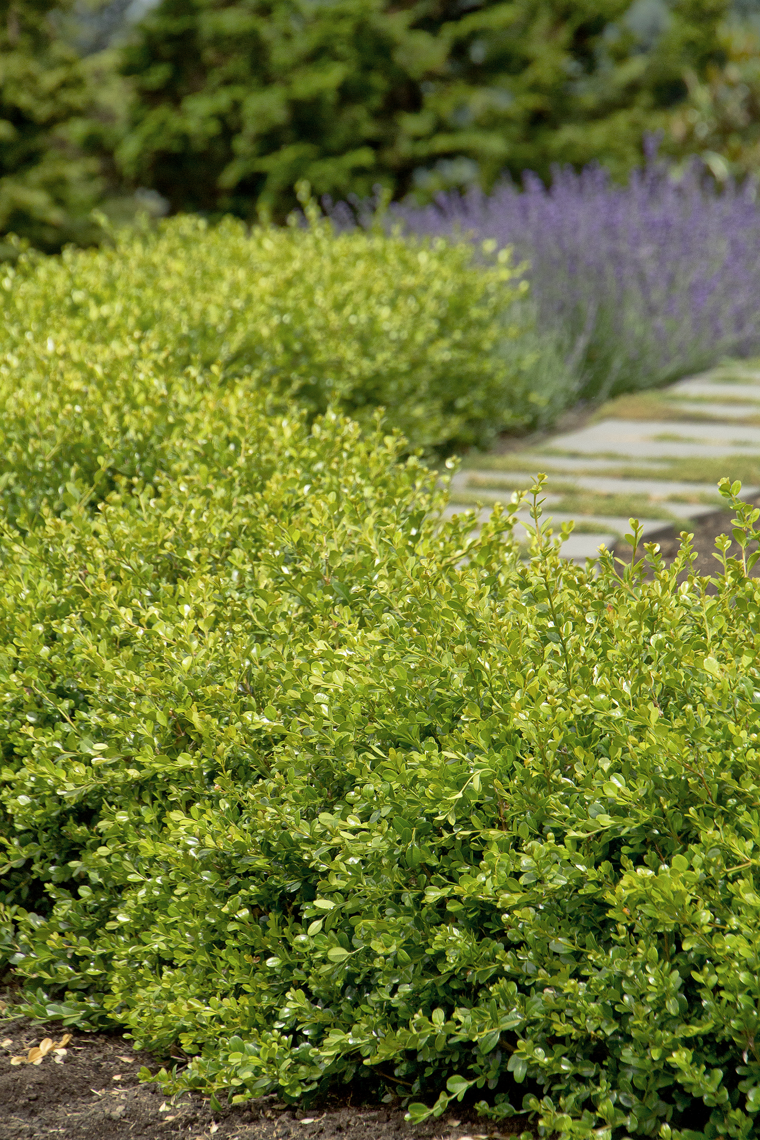 Buxus Mic Winter Gem – Desert Horizon Nursery