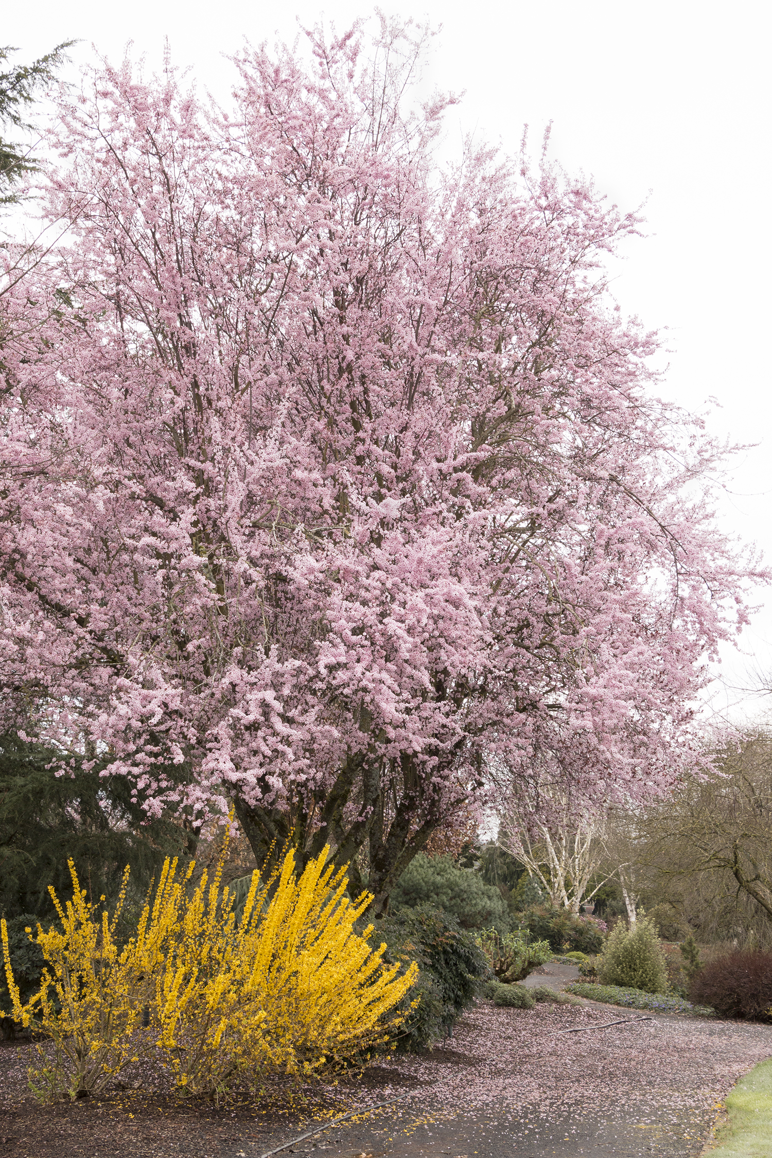 Purple Plum – Desert Horizon Nursery