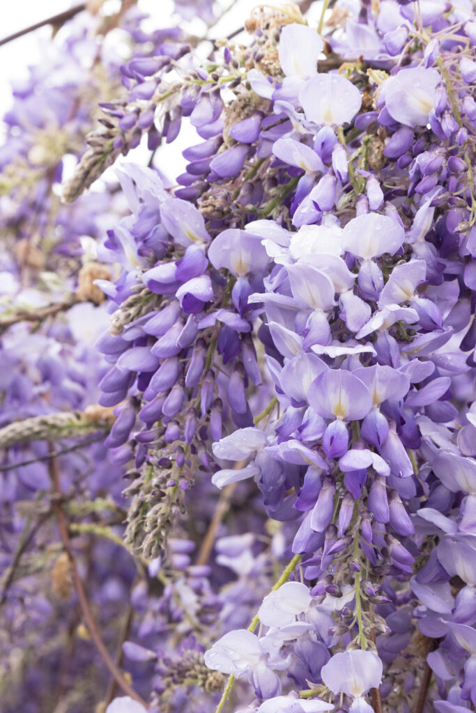 Chinese Wisteria – Desert Horizon Nursery