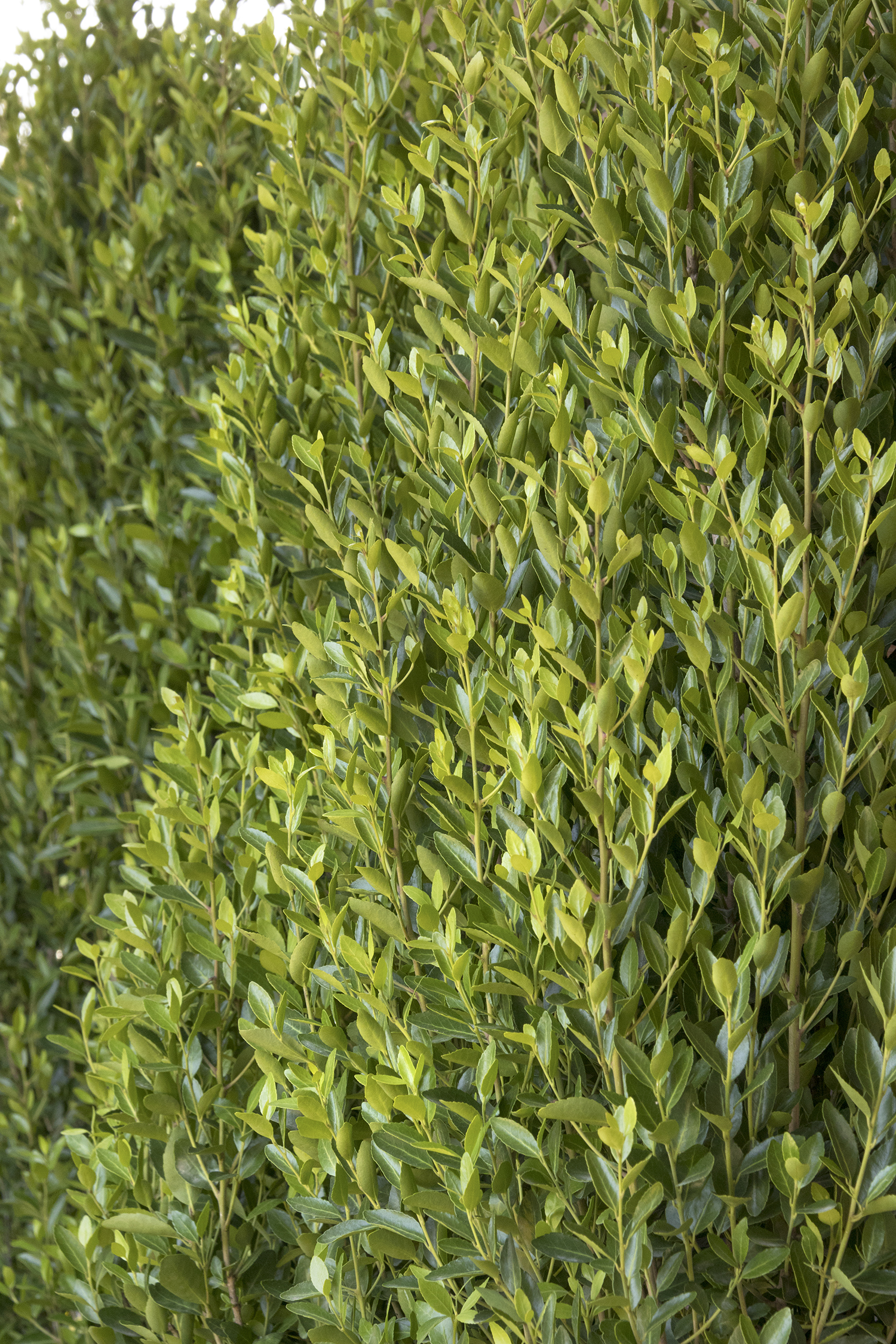 Will Fleming Yaupon Holly – Desert Horizon Nursery