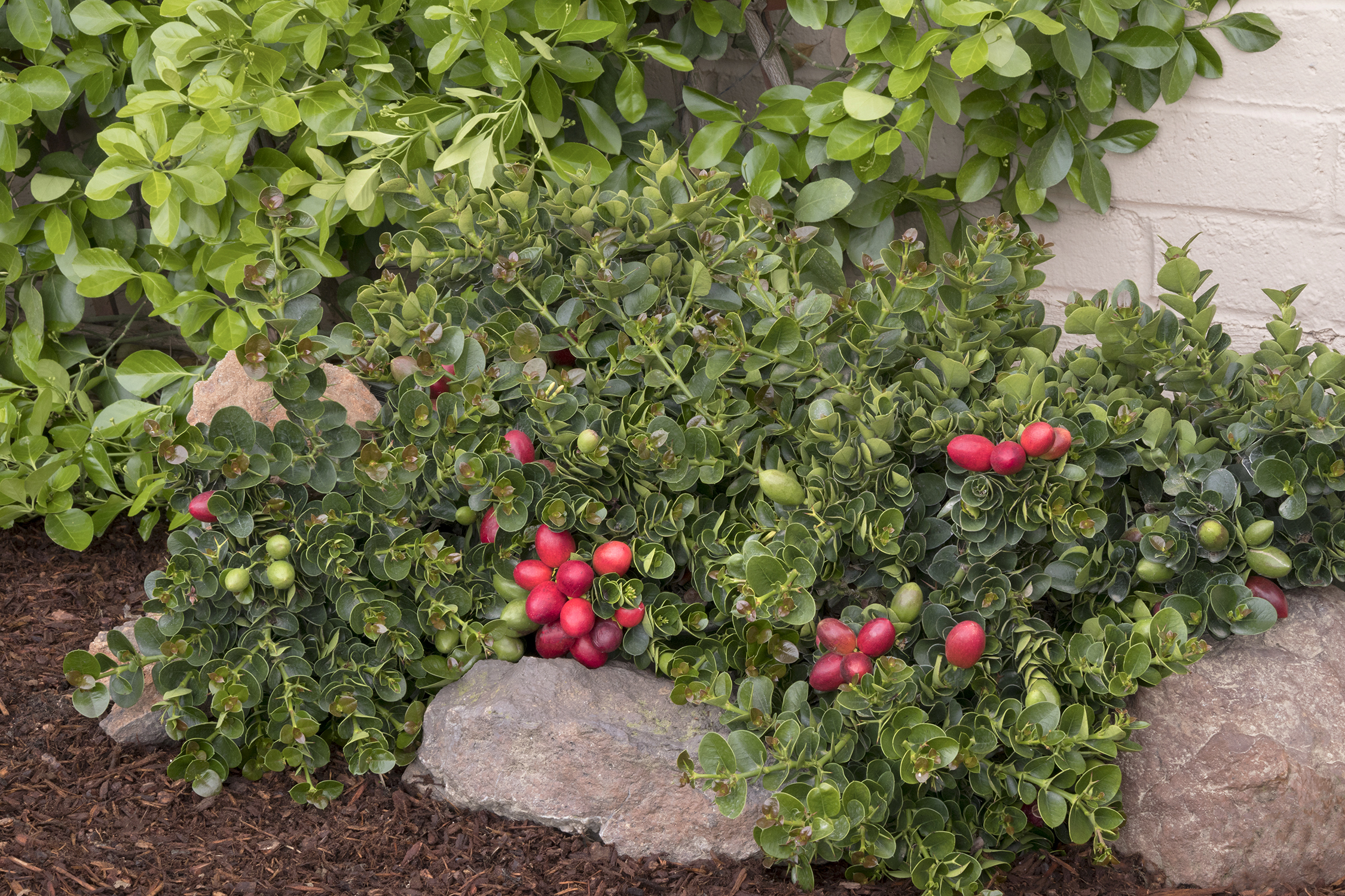 Natal Plum (Carissa 'Tomlinson') – Desert Horizon Nursery