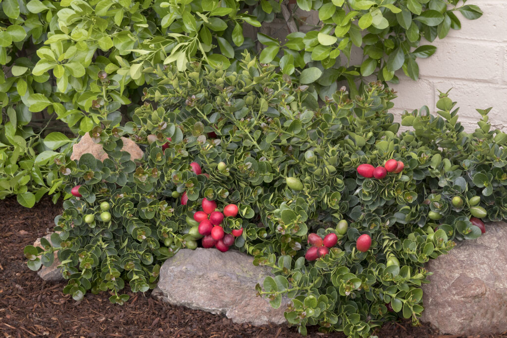 Natal Plum Standard – Desert Horizon Nursery