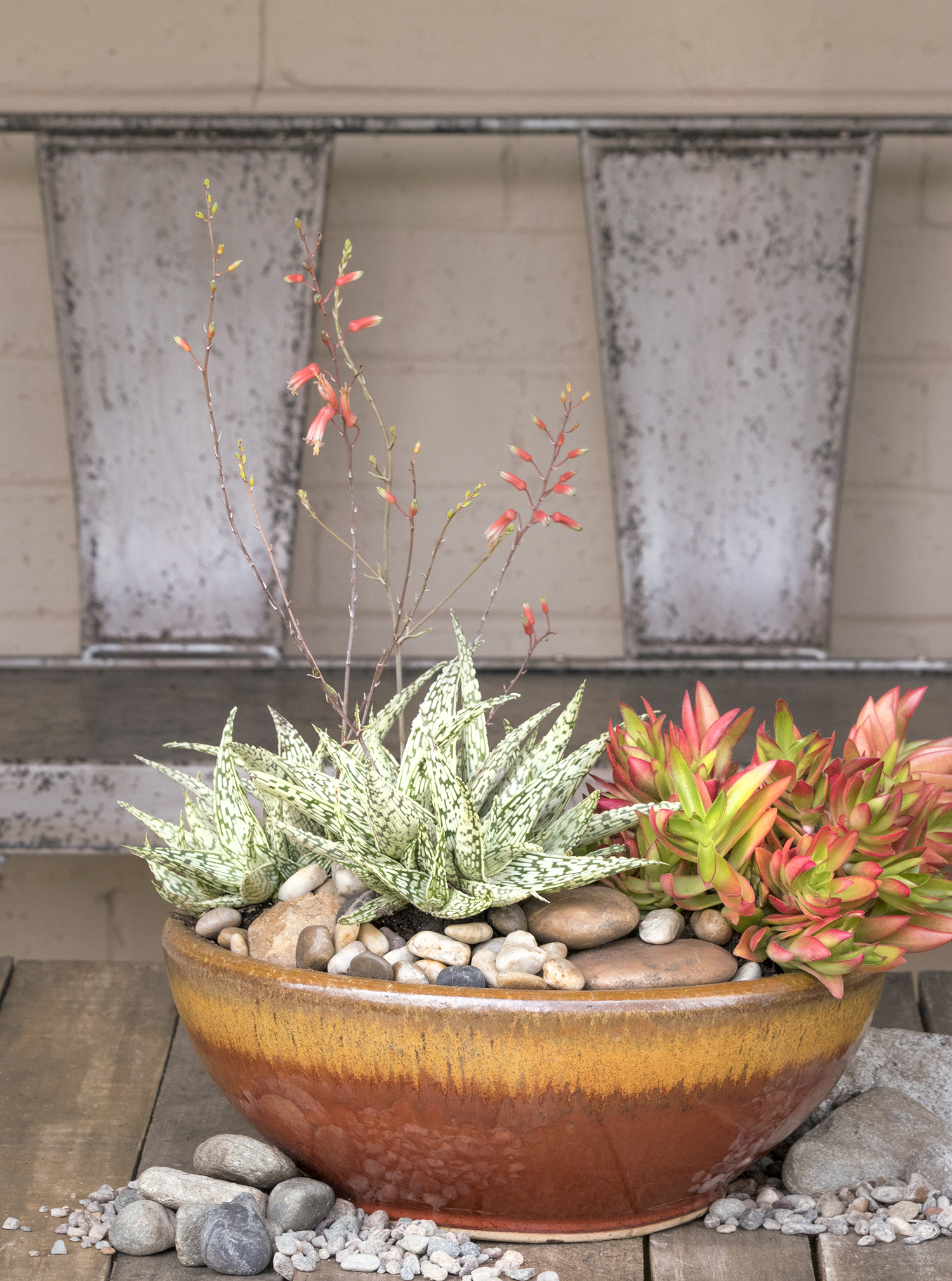 Aloe 'Guido' – Desert Horizon Nursery