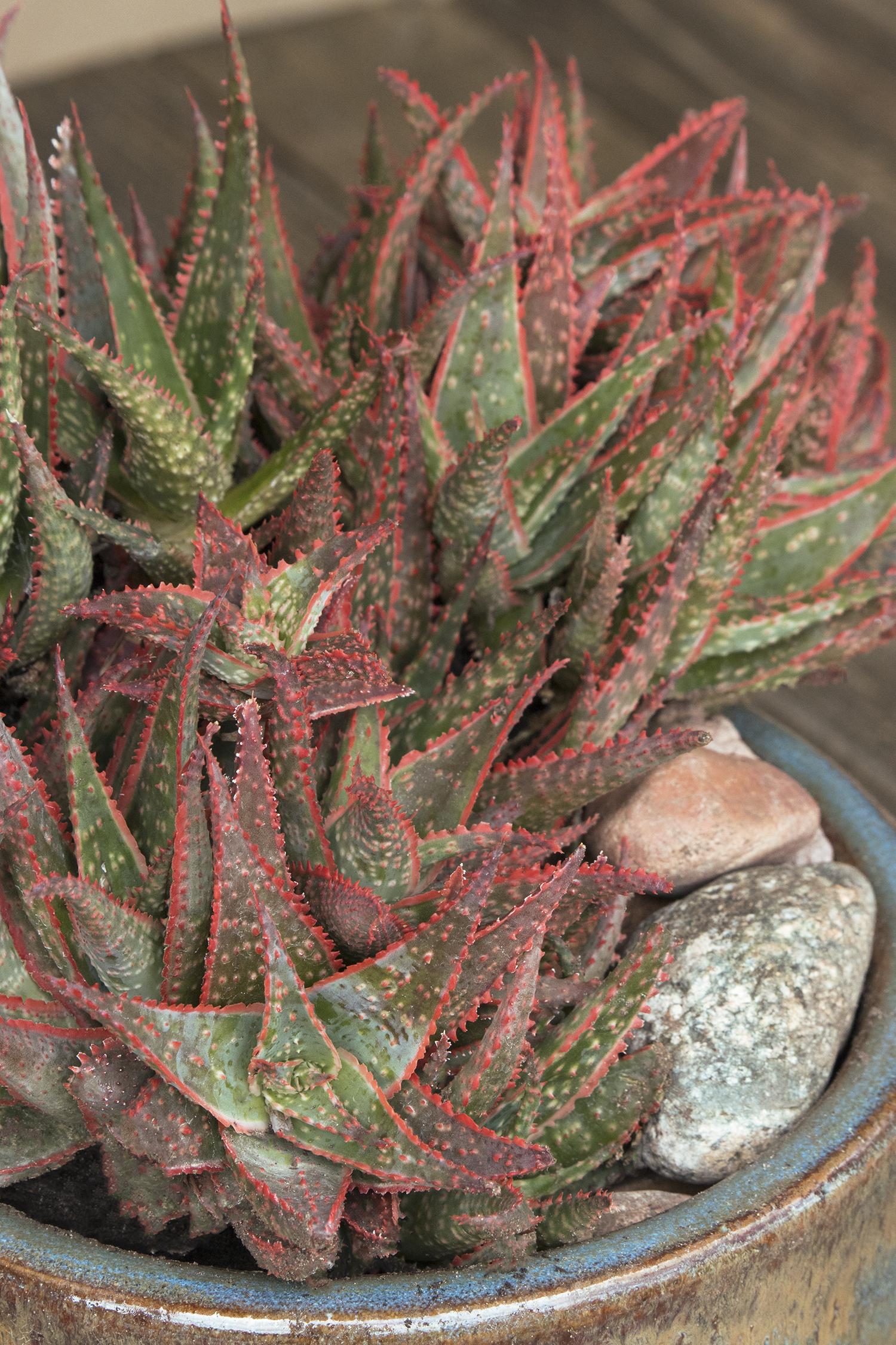 Aloe 'Christmas Carol' – Desert Horizon Nursery