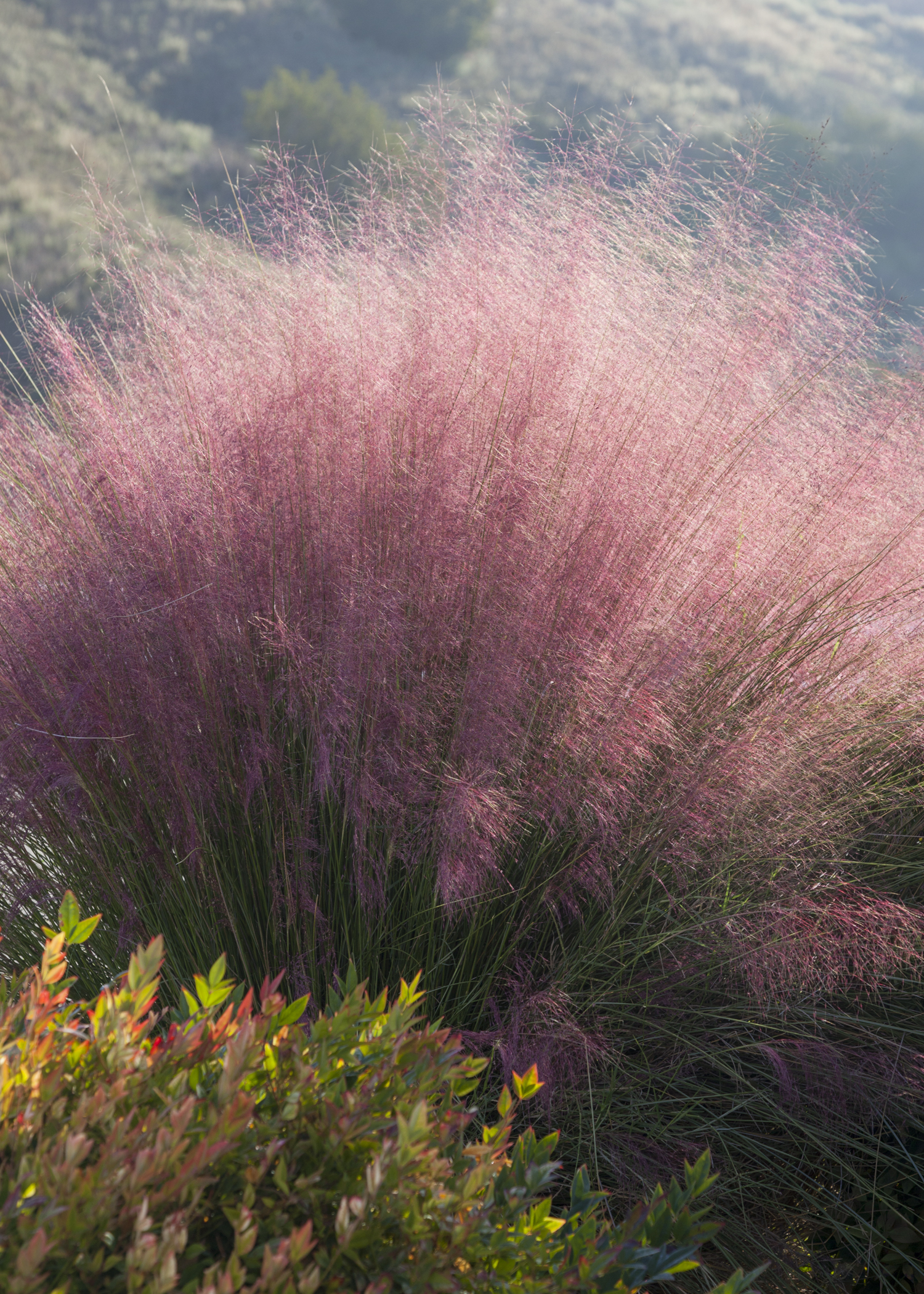 Pink Muhly – Desert Horizon Nursery