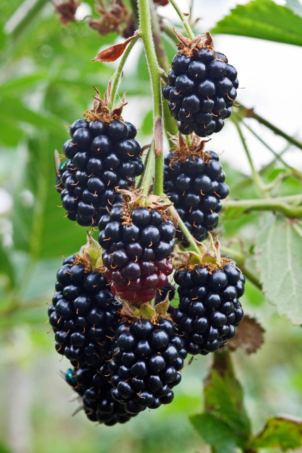 Blackberry 'Black Satin' Thornless – Desert Horizon Nursery