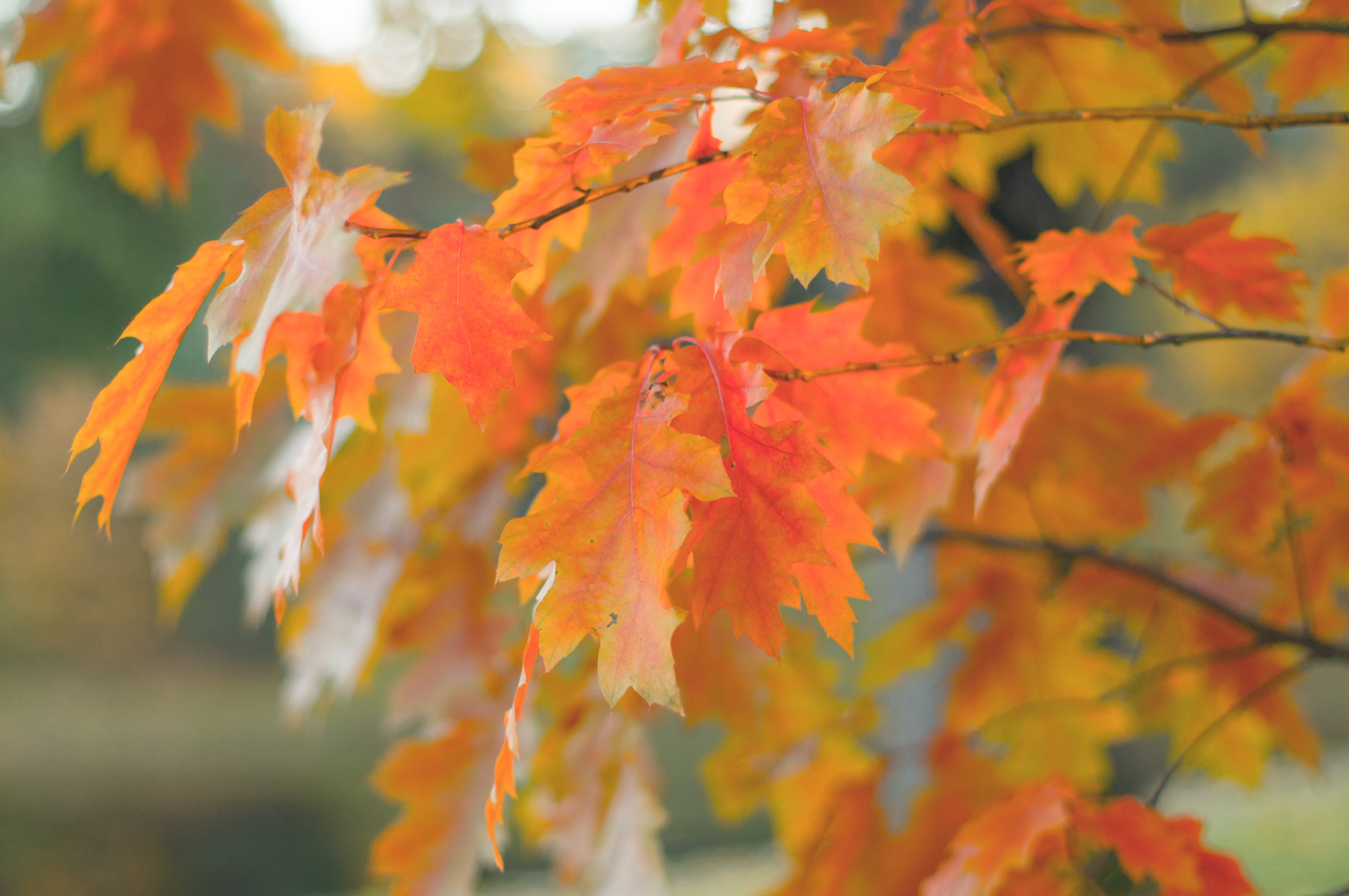 Red Oak – Desert Horizon Nursery