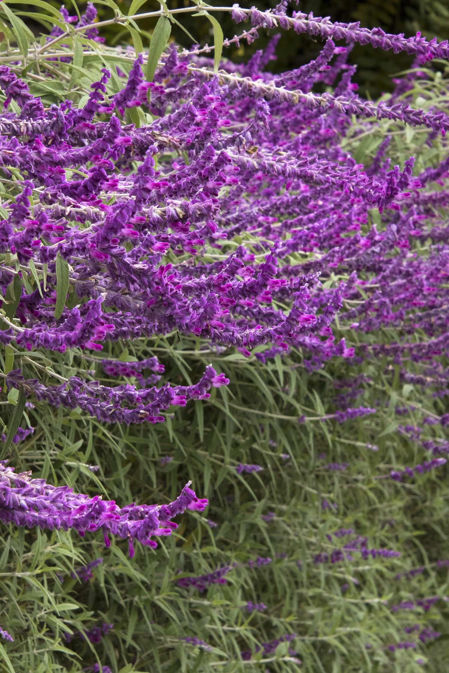 Mexican Bush Sage 'Santa Barbara' – Desert Horizon Nursery