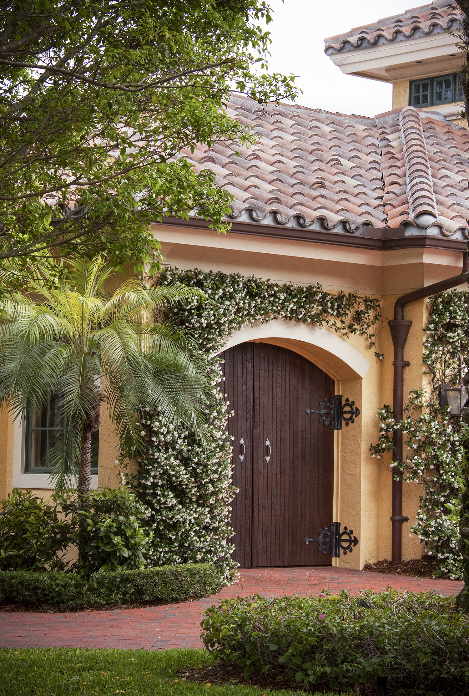Star Jasmine Bush – Desert Horizon Nursery