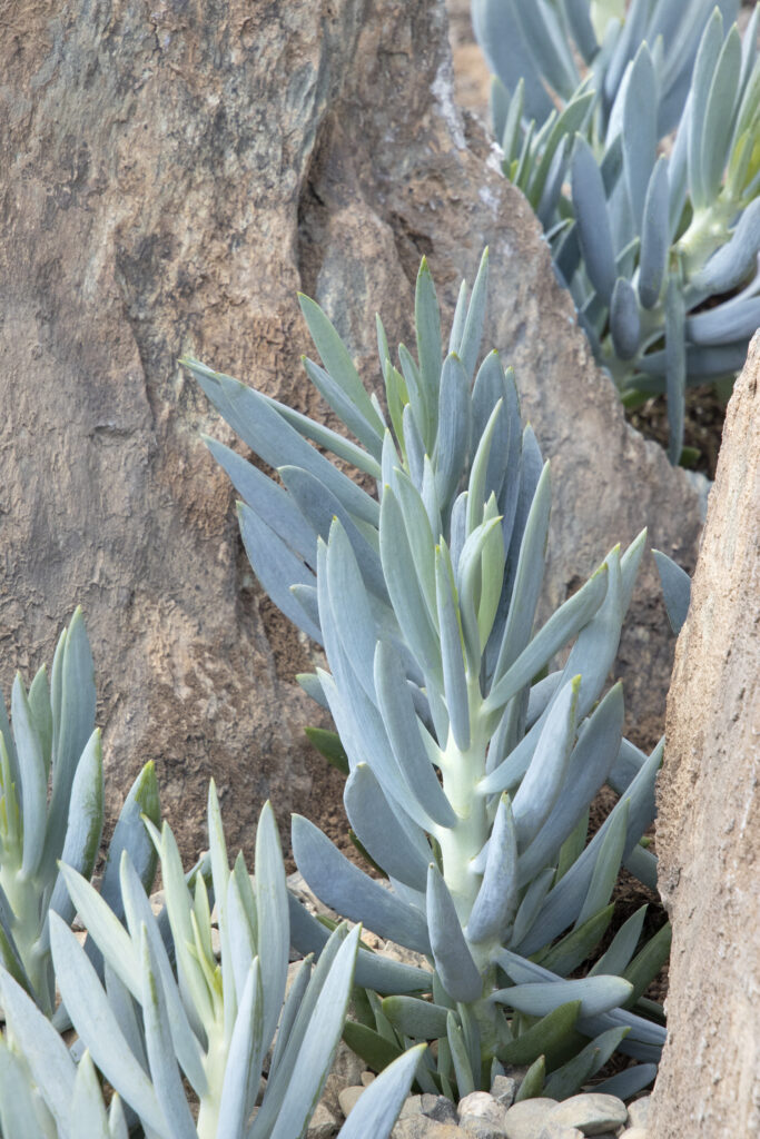 Senecio Skyscraper 'Mount Everest' – Desert Horizon Nursery