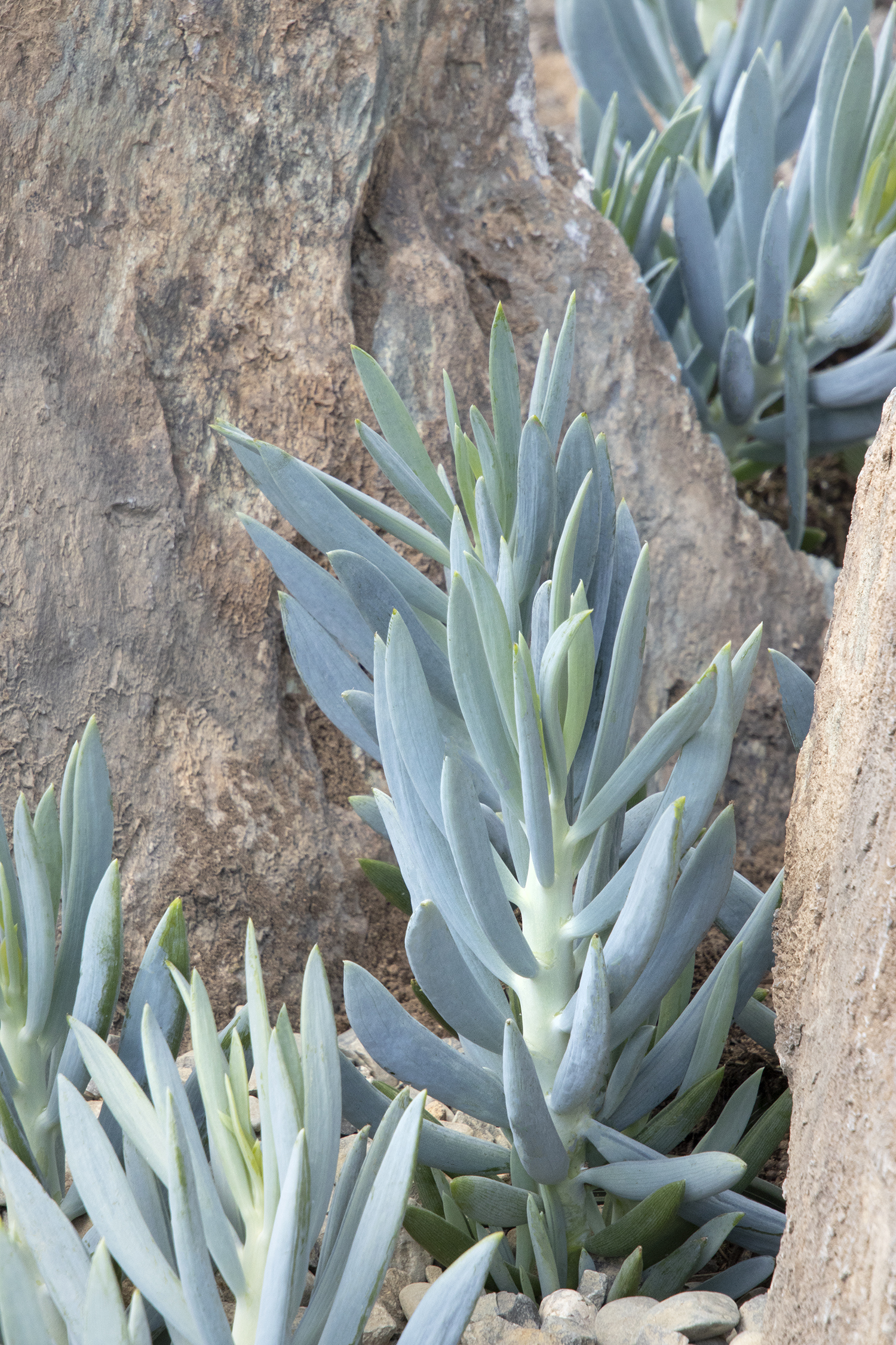 Senecio Skyscraper 'Mount Everest' – Desert Horizon Nursery