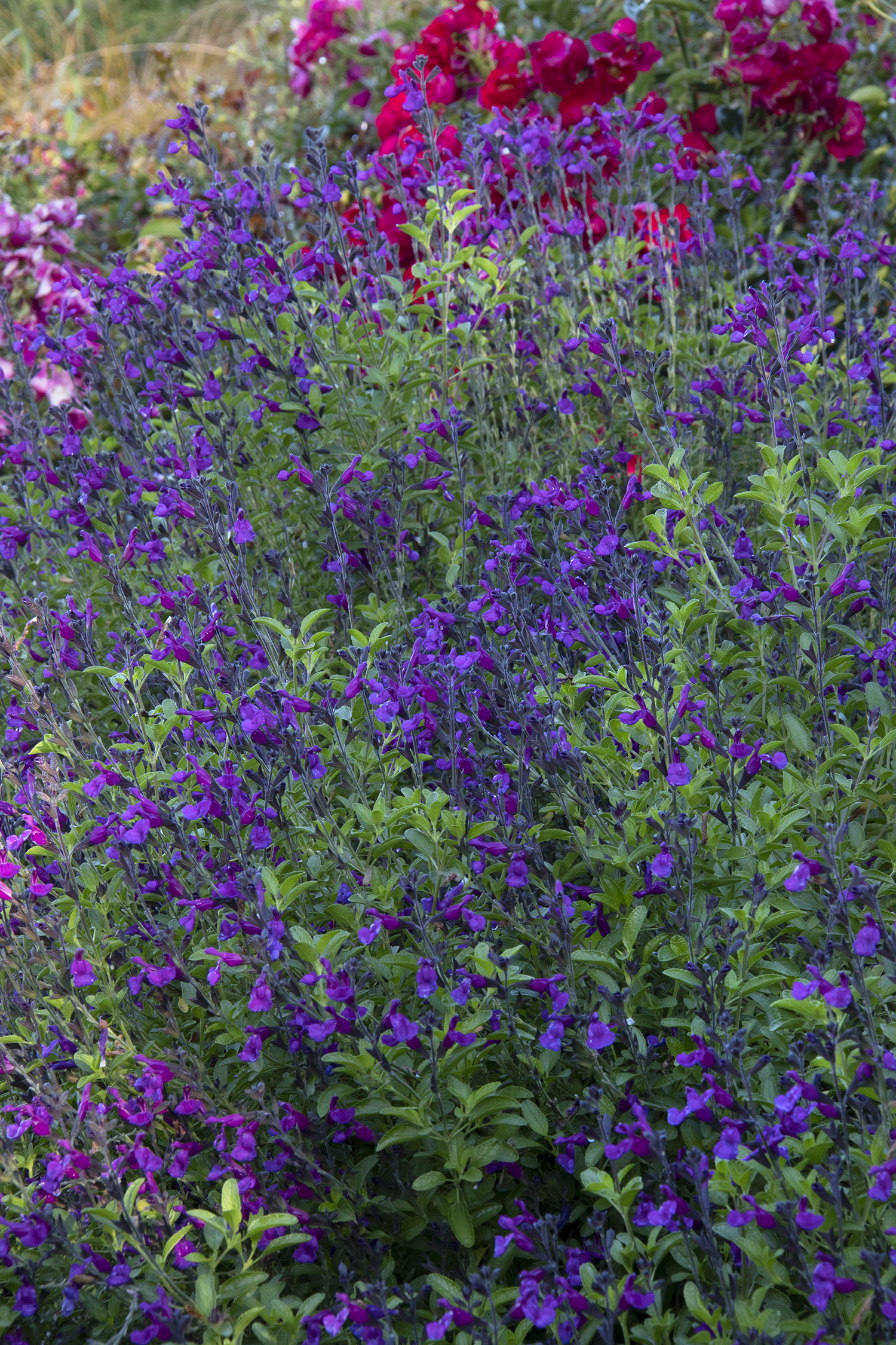 Salvia 'Vibe Ignition Purple' – Desert Horizon Nursery