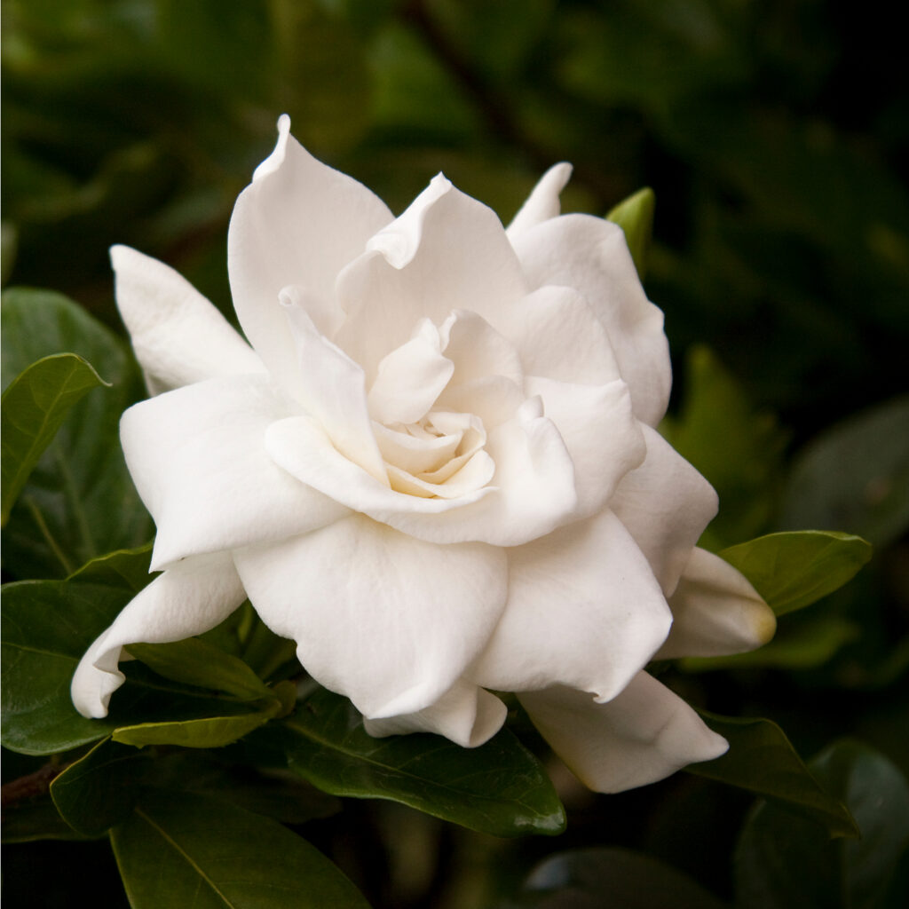 Gardenia Tree Braided – Desert Horizon Nursery
