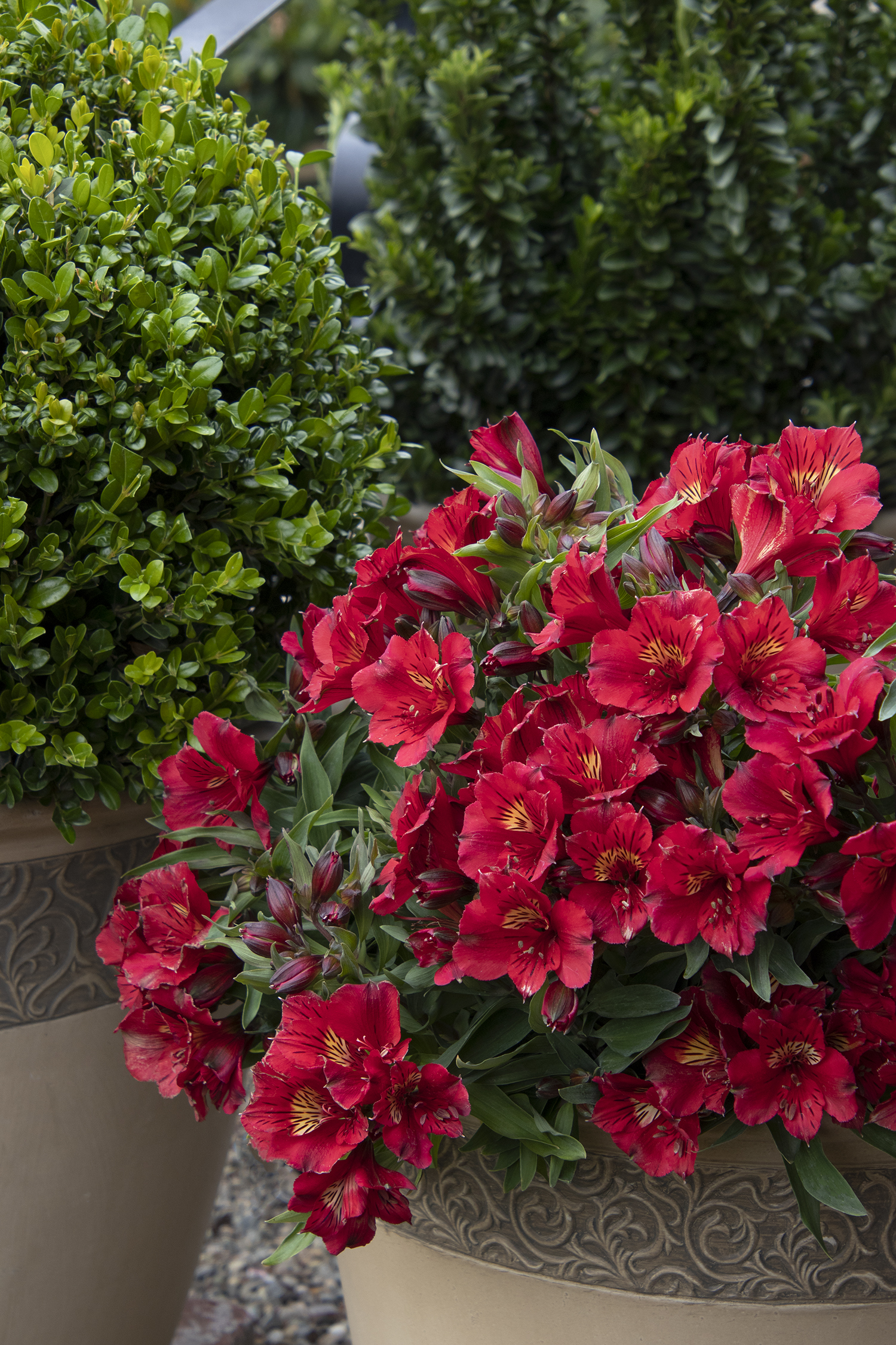 Alstroemeria 'Colorita Kate Red' – Desert Horizon Nursery